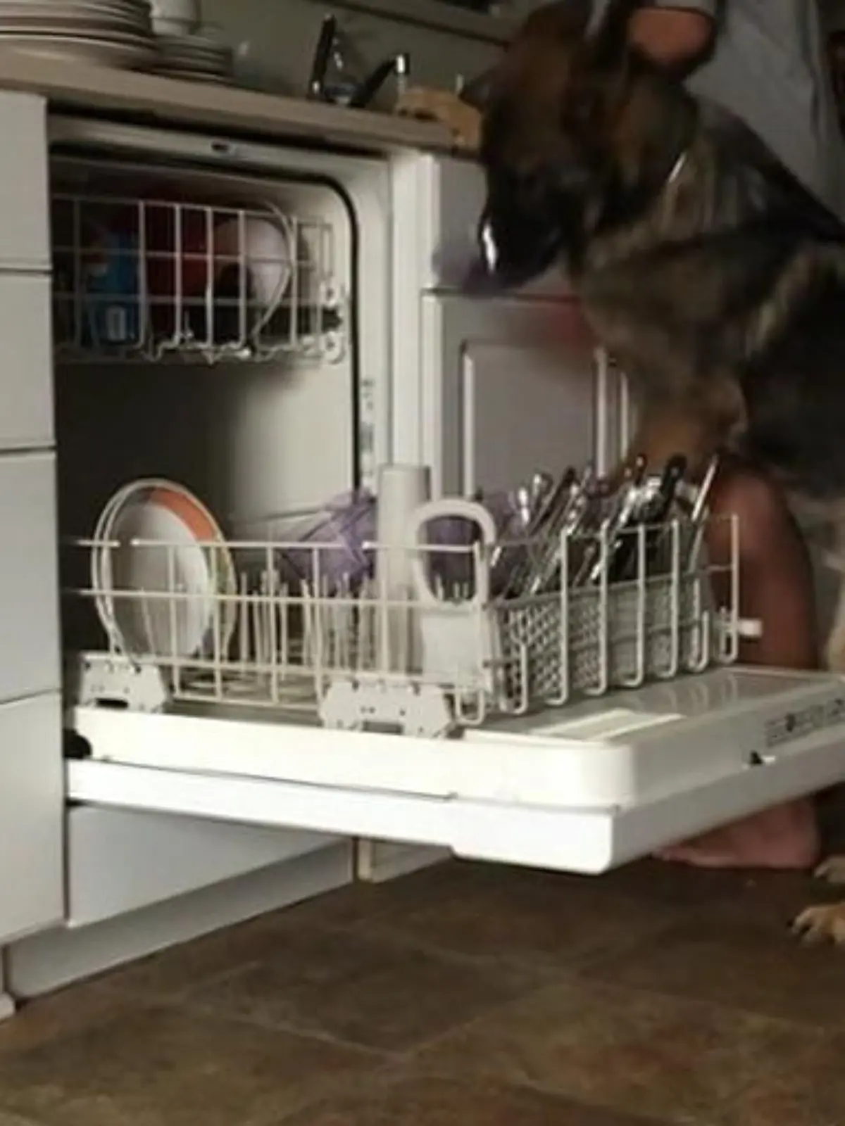Bild zu: "Unglaublich: Hund hilft beim Abwasch und kocht Kaffee"