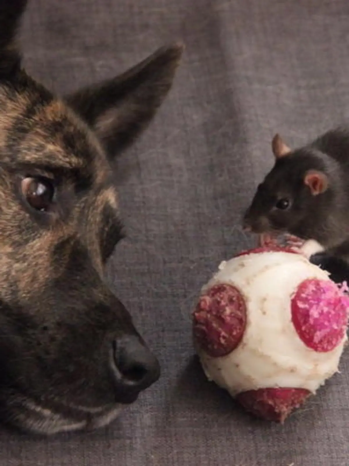 Bild zu: "Hund Osiris und Ratte Riff sind ziemlich beste Freunde"