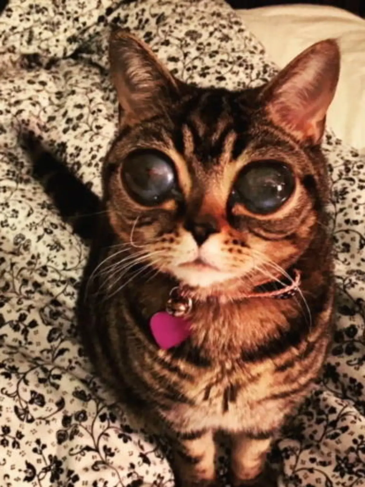 Bild zu: "Alien-Cat: Katze hat Augen wie ein Alien"