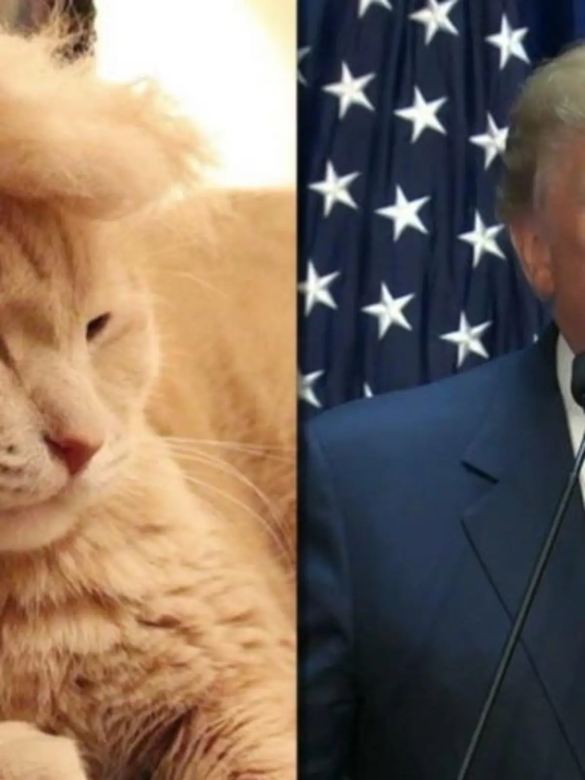 Bild zu: "Trump-Toupet für Katzen"