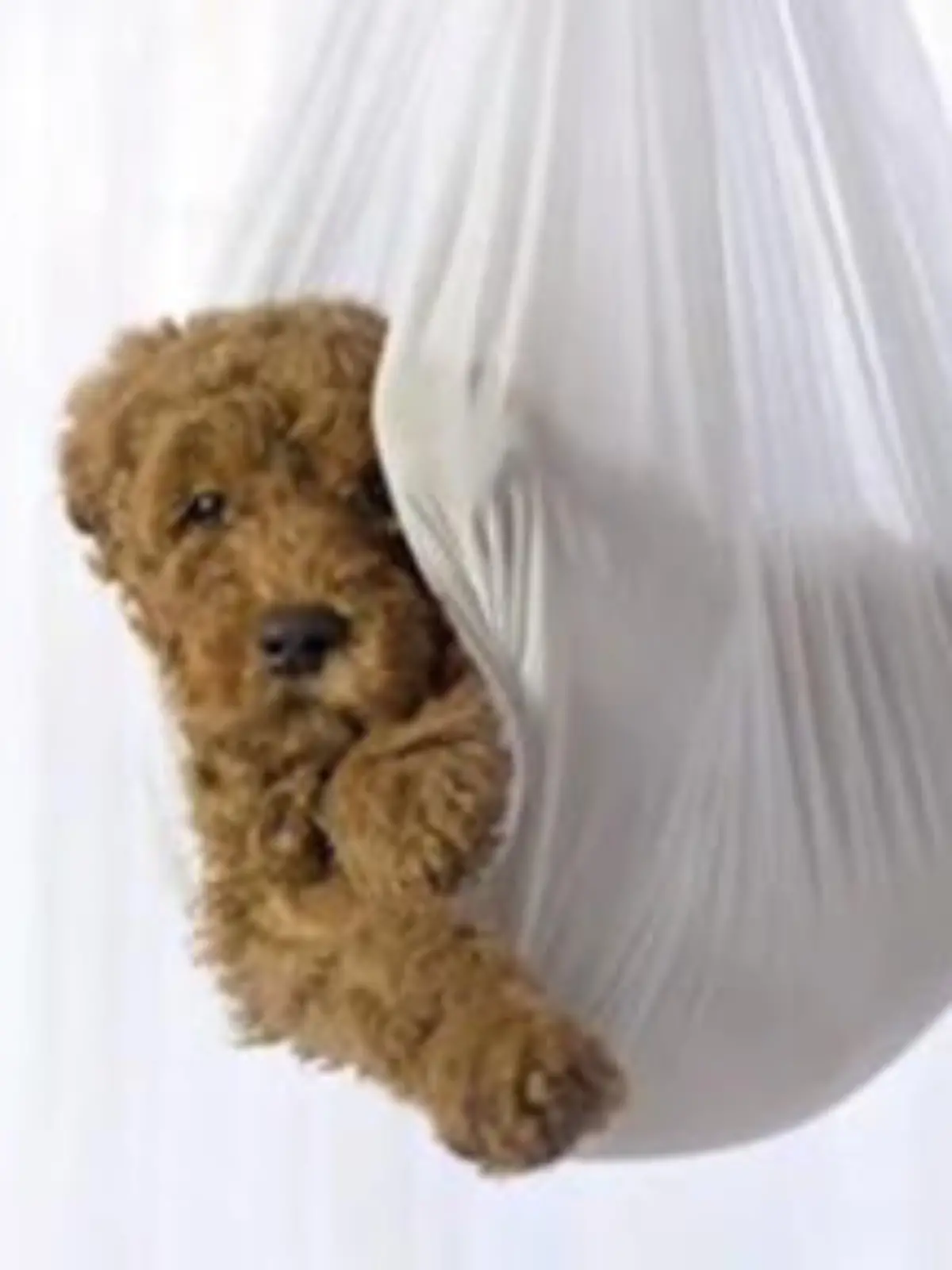 Bild zu: "Kurios: Paar wehrt sich gegen lästige Baby-Nachfragen"