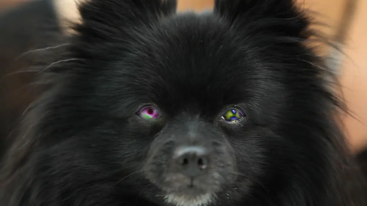Hypno Dog: Dieser Hund soll Menschen hypnotisieren können Mieser Trick oder übernatürliche Gabe?