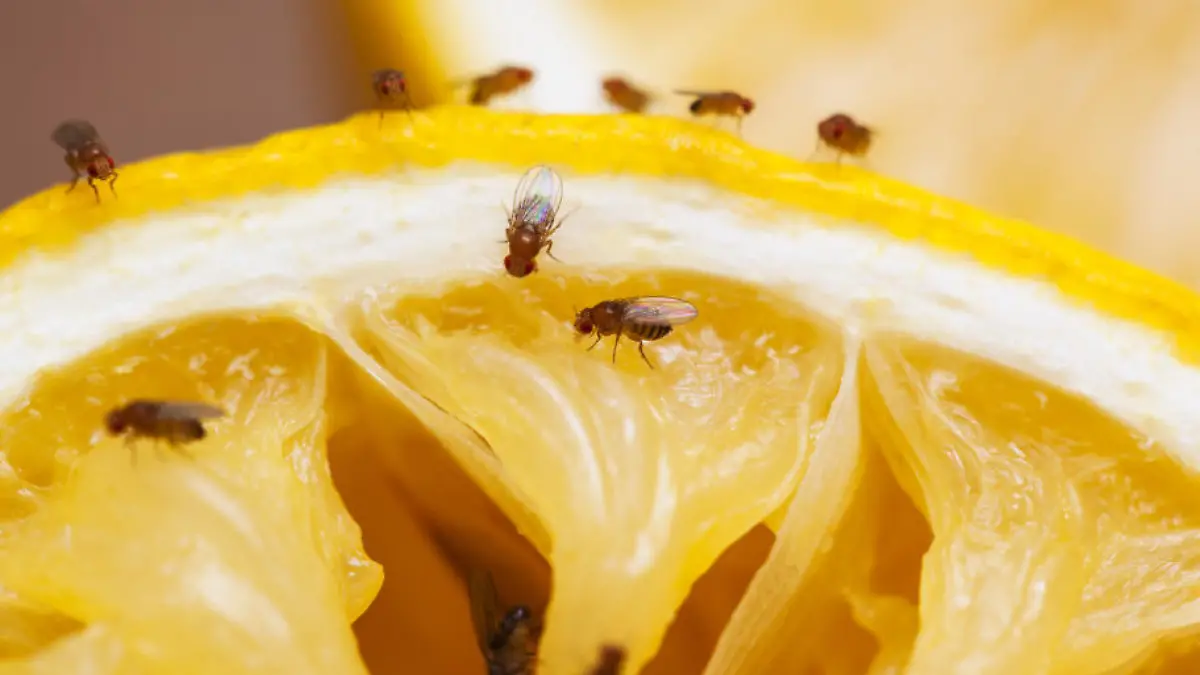 Mit dieser Wunderwaffe werden Sie Fruchtfliegen los! Obstfliegenfallen im Test