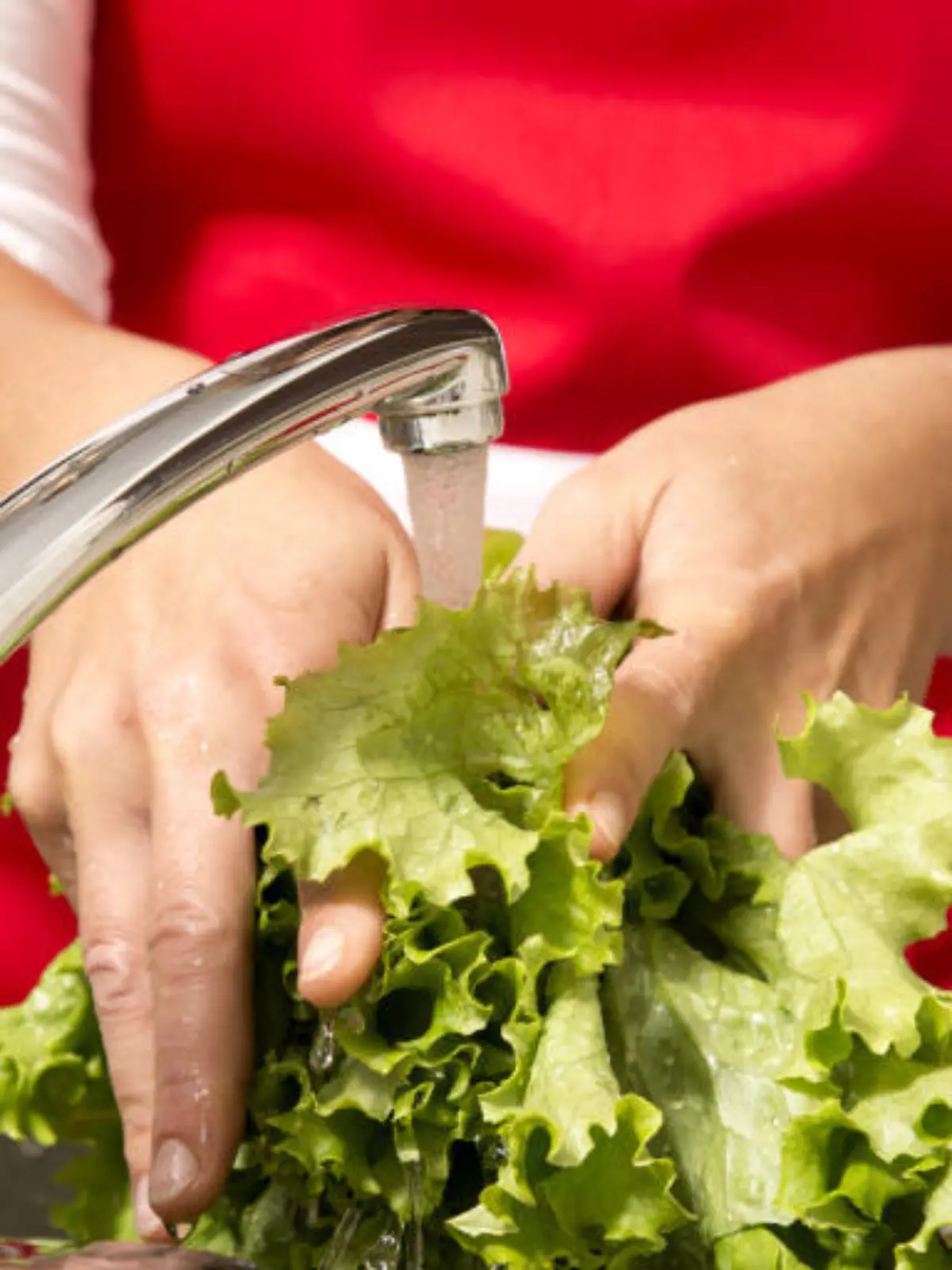 Bild zu: "Darum sollten Sie Salat zupfen statt schneiden!"