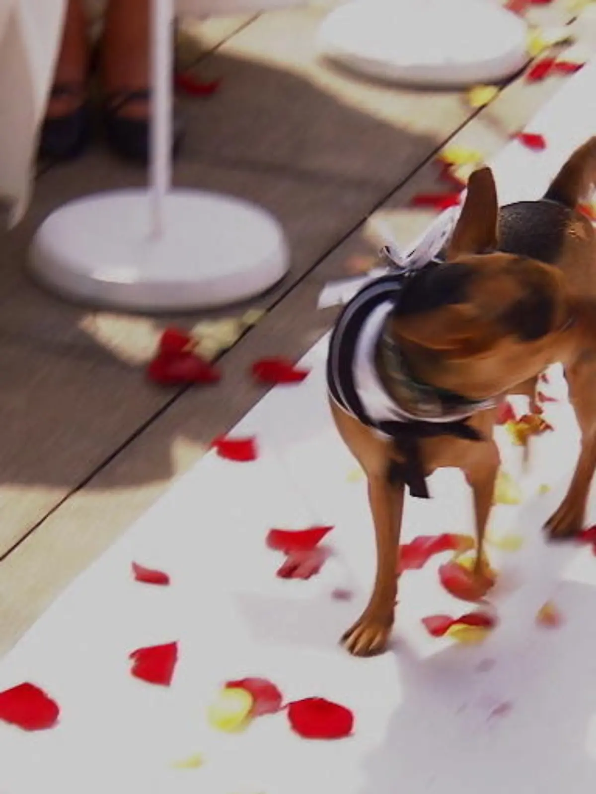 Bild zu: "Geht Kathrins Hochzeit vor die Hunde?"