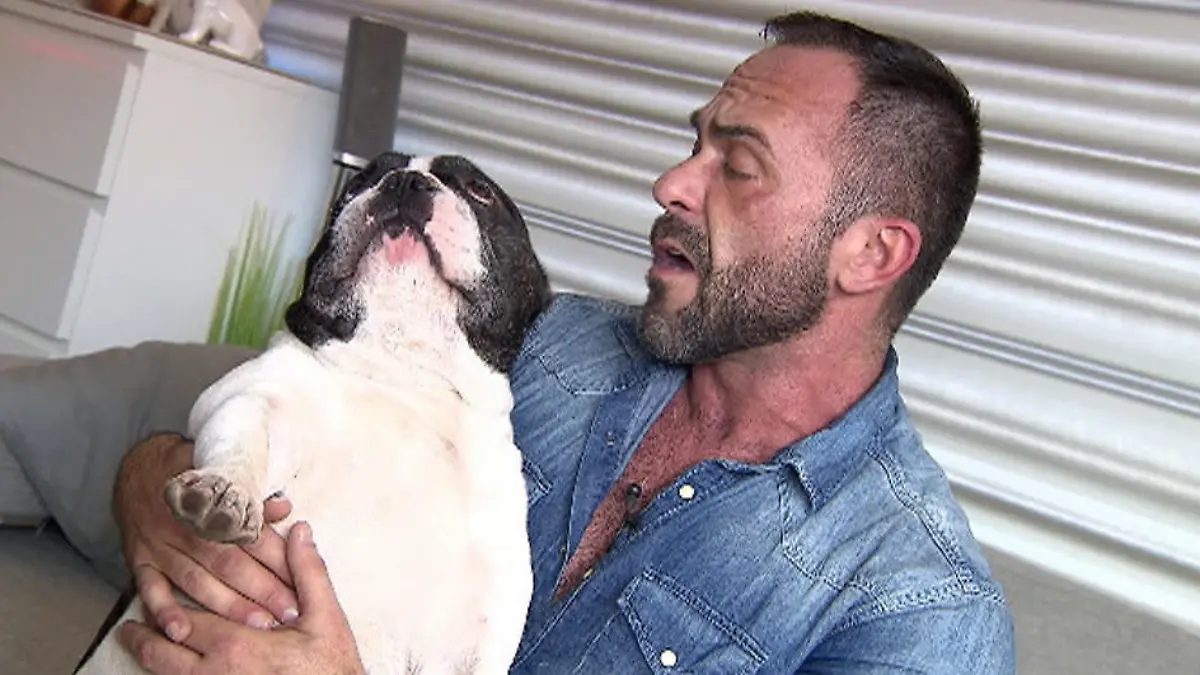 Bulldoge Junior hat Krebs erschnüffelt Wird Lebensretter Junior zum Supertalent?