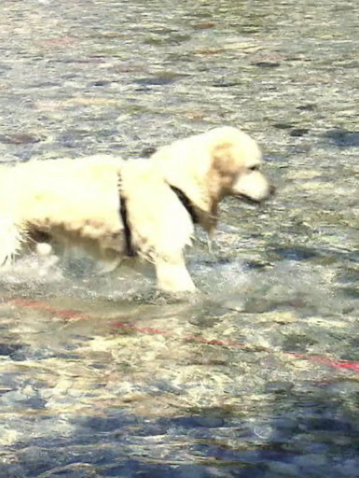 Bild zu: "Johnnie liebt das Wasser"