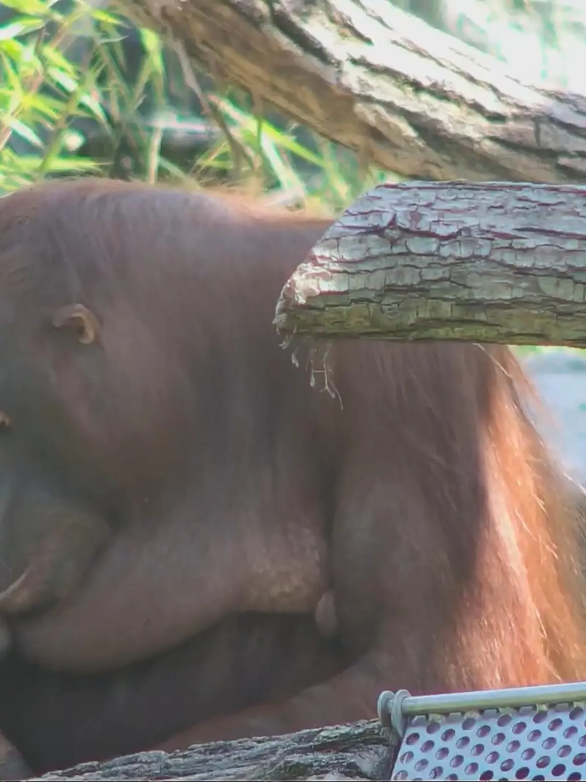 Der Orang-Utan-Nachwuchs im Tiergarten Schönbrunn ist da. Mutter Sari bringt ihr Baby vor den Augen der Besucher auf die Welt.