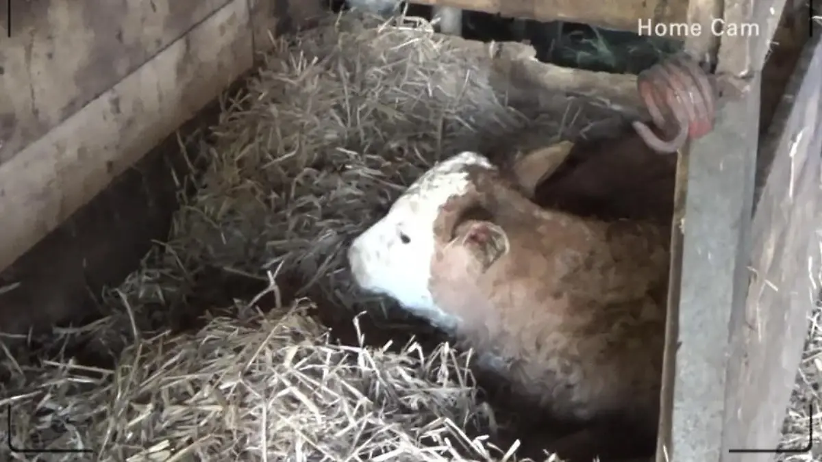 Kuh "Llambi" hat ein Kälbchen bekommen Bruno & Anja Rauh freuen sich über Nachwuchs