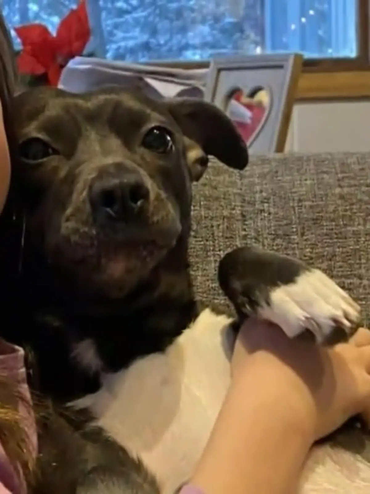 Bild zu: "Hund rettet Kinder vor Berglöwen"