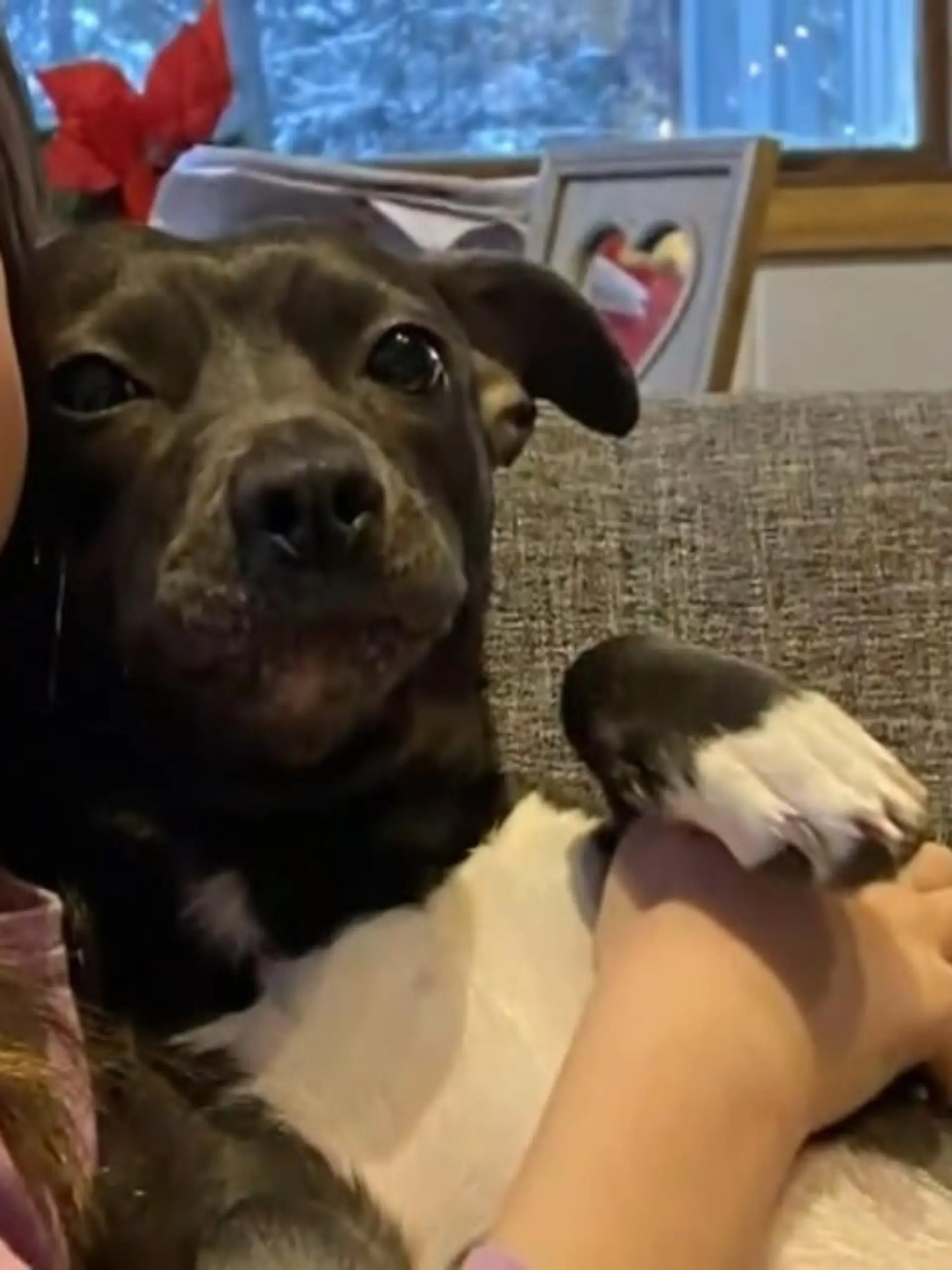 Bild zu: "Hund rettet Kinder vor Berglöwen"