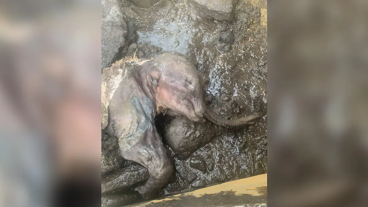 Im Yukon (Kanada) wurde Nun cho ga gefunden. Das Mammut-Baby starb bereits vor rund 30.000 Jahren.