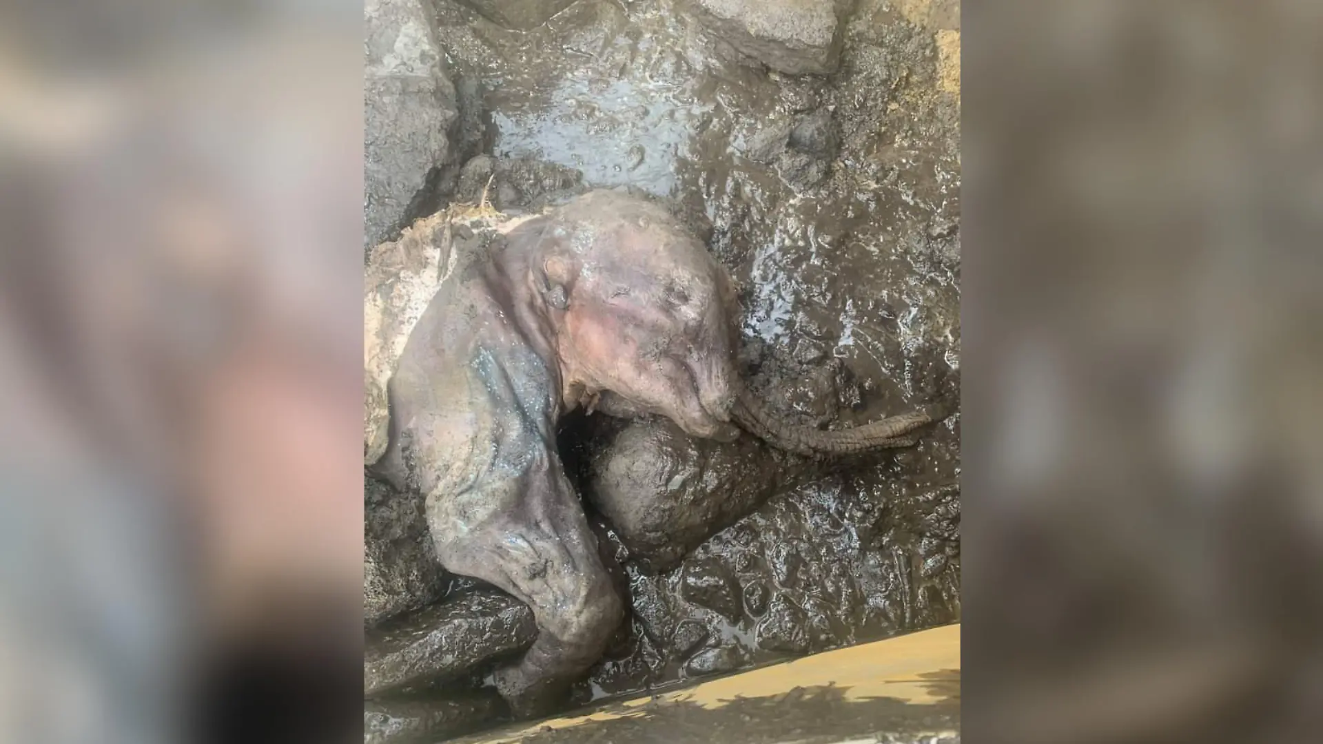 Im Yukon (Kanada) wurde Nun cho ga gefunden. Das Mammut-Baby starb bereits vor rund 30.000 Jahren.