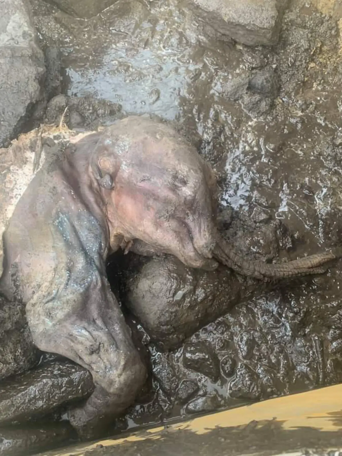 Im Yukon (Kanada) wurde Nun cho ga gefunden. Das Mammut-Baby starb bereits vor rund 30.000 Jahren.