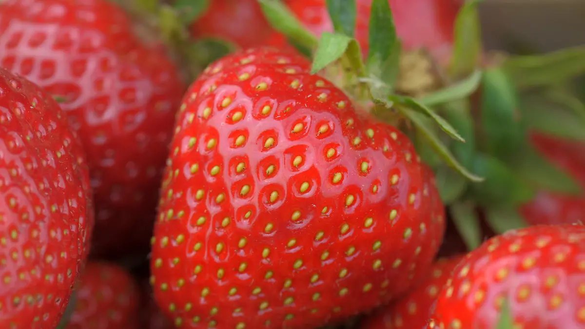 Profitipps: So behandeln Sie Erdbeeren richtig Erdbeeren brauchen eine Sonderbehandlung