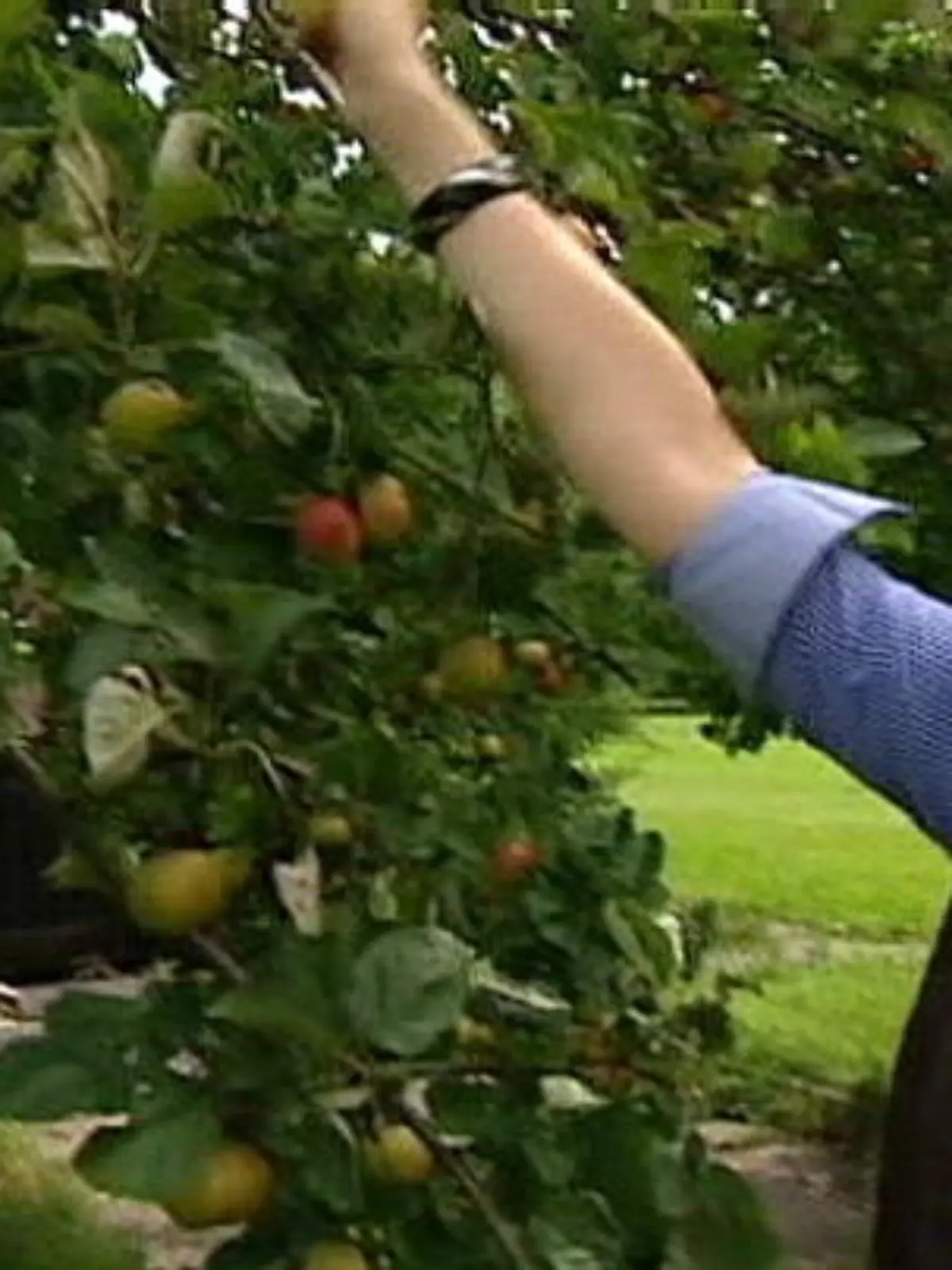 Bild zu: "Wann ist Mundraub erlaubt?"