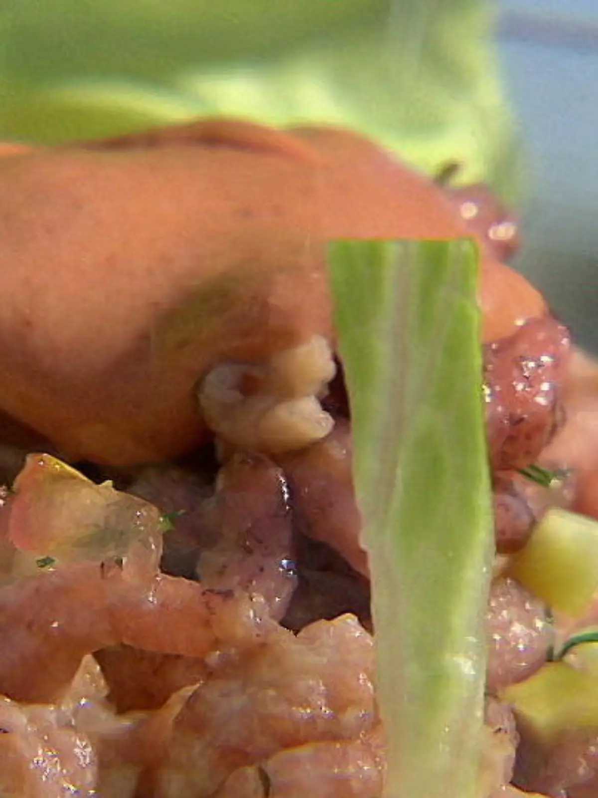 Bild zu: "Lust auf Krabbencocktail? So gelingt er!"