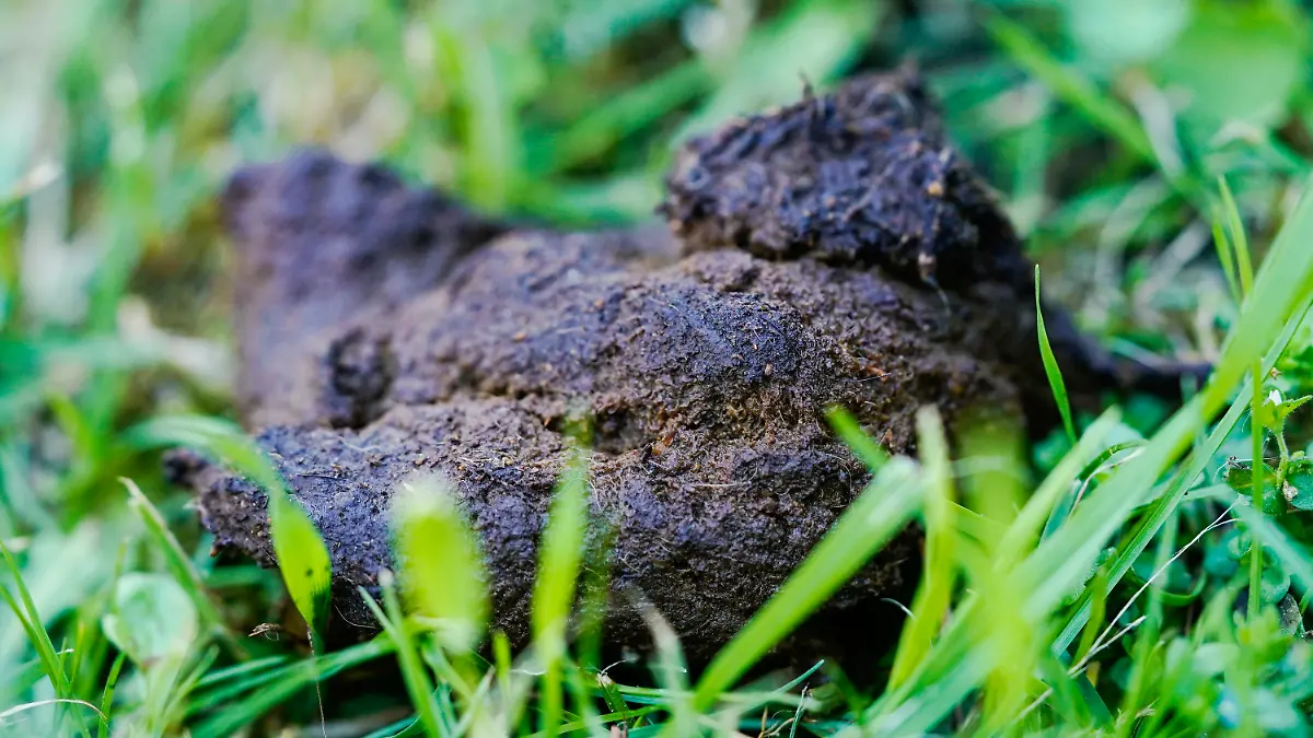 ARCHIV - 14.06.2021, Rheinland-Pfalz, Kaiserslautern: Hundekot liegt auf einer Wiese in der Innenstadt (zu dpa: «Ärger mit den Hundehaufen: Kommunen gehen unterschiedliche Wege»). Foto: Uwe Anspach/dpa +++ dpa-Bildfunk +++