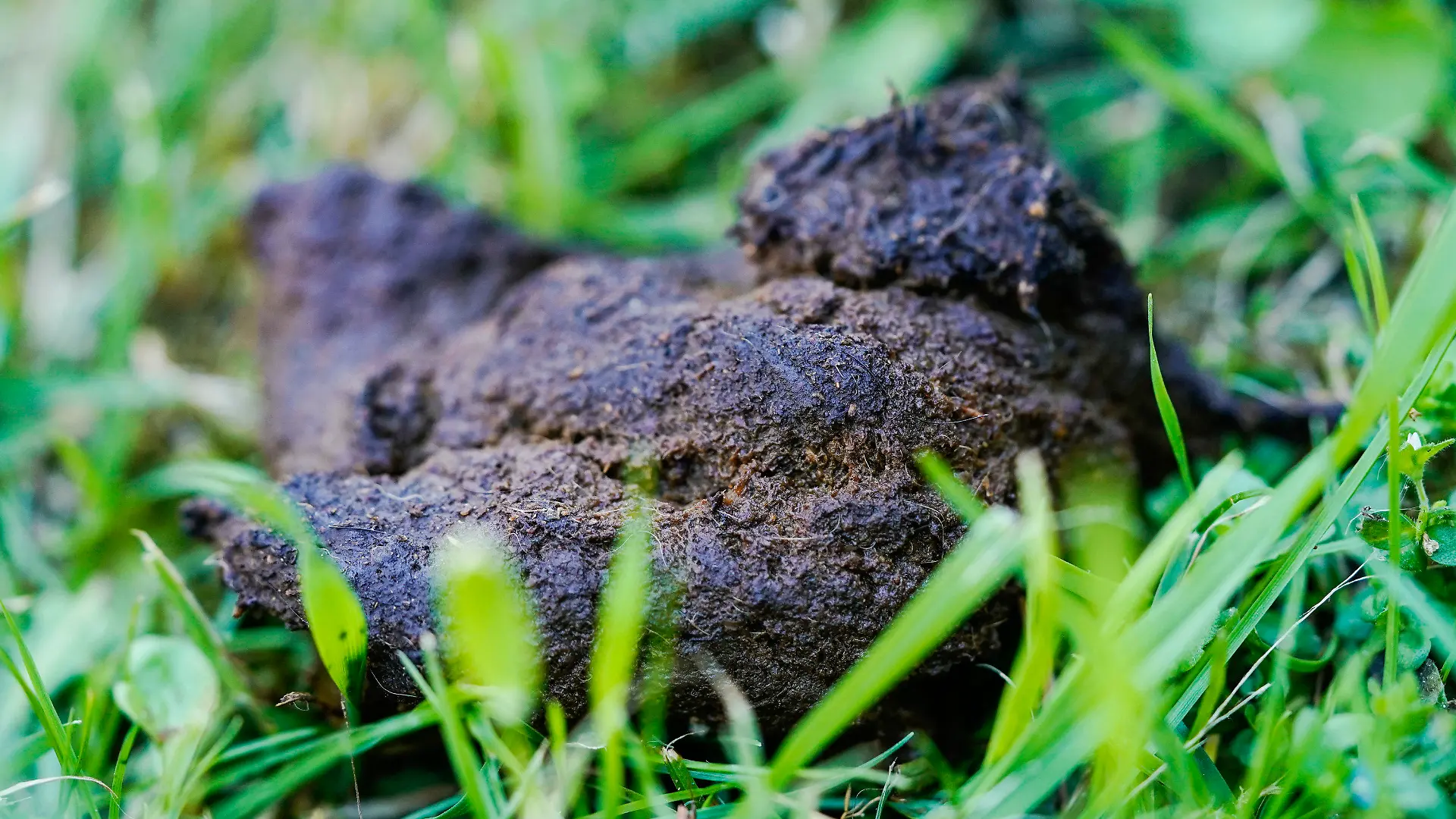 ARCHIV - 14.06.2021, Rheinland-Pfalz, Kaiserslautern: Hundekot liegt auf einer Wiese in der Innenstadt (zu dpa: «Ärger mit den Hundehaufen: Kommunen gehen unterschiedliche Wege»). Foto: Uwe Anspach/dpa +++ dpa-Bildfunk +++