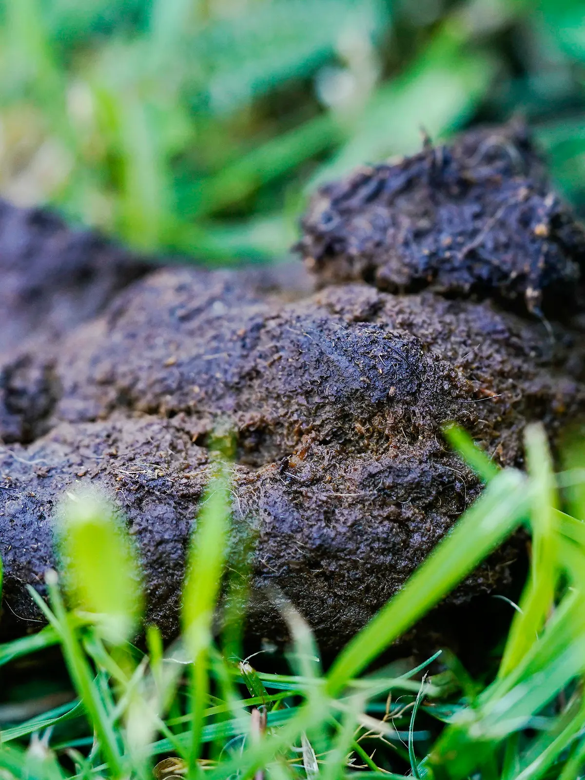 ARCHIV - 14.06.2021, Rheinland-Pfalz, Kaiserslautern: Hundekot liegt auf einer Wiese in der Innenstadt (zu dpa: «Ärger mit den Hundehaufen: Kommunen gehen unterschiedliche Wege»). Foto: Uwe Anspach/dpa +++ dpa-Bildfunk +++