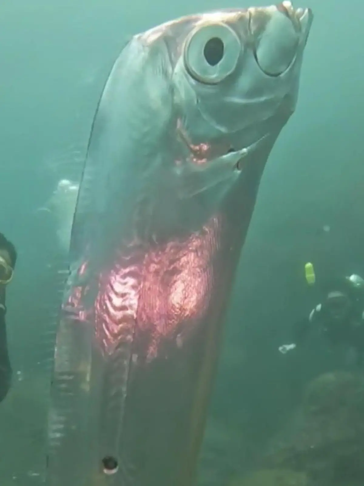 Vor der Küste Taiwans ist Tauchern jetzt eine superseltene Aufnahme gelungen. 
Dieser riesige Tiefsee-Fisch ist nämlich ein echtes Mysterium! Die Art von Riemenfisch kann bis zu acht Meter lang und 270 Kilo schwer werden und ist normalerweise nur in der Tiefsee unterwegs.
Dass so ein Exemplar so nah an die Wasseroberfläche geschwommen ist, ist echt selten! Und das gilt in Japan als Vorbote für eine Katastrophe - zum Beispiel ein Erdbeben. Was aber der wirkliche Grund für das Auftauchen ist und warum der Körper so tiefe Löcher hat, ist ungeklärt.
