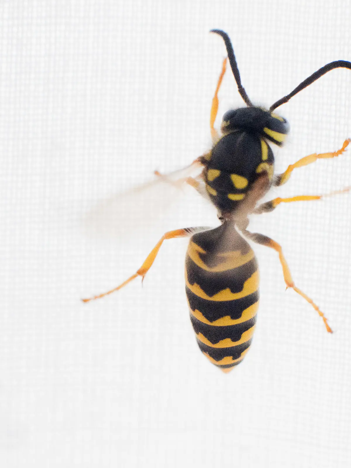 24.07.2018, Niedersachsen, Hannover: Eine Wespe sitzt auf einer Gardine.  Die Kammerjäger haben im Moment alle Hände voll zu tun: Das Jahr 2018 ist ein gutes Wespenjahr und die Schädlingsbekämpfer müssen immer mehr Wespennester entfernen. (zu dpa "Wespenplage in Niedersachsen?" vom 25.07.2018) Foto: Julian Stratenschulte/dpa +++ dpa-Bildfunk +++