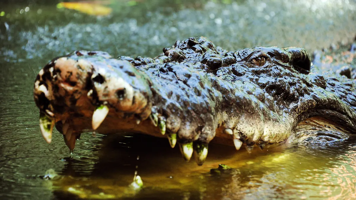 ARCHIV - 15.09.2011, Australien, Cairns: Ein Salzwasserkrokodil sperrt in Cairns, Australien, sein mit Zähnen bewehrtes Maul auf. Ein Australier hat in Queensland die Attacke eines großen Salzwasserkrokodils nur mittels eines kleinen Gürtelmessers abgewehrt. Das Tier habe den 60-Jährigen, der an einem abgelegenen Abschnitt des McIvor River gefischt habe, plötzlich angegriffen und an den Füßen zu packen bekommen. (zu dpa:««Wie Crocodile Dundee»: Australier wehrt Krokodil mit Gürtelmesser ab») Foto: Brian Cassey/AAP/dpa +++ dpa-Bildfunk +++