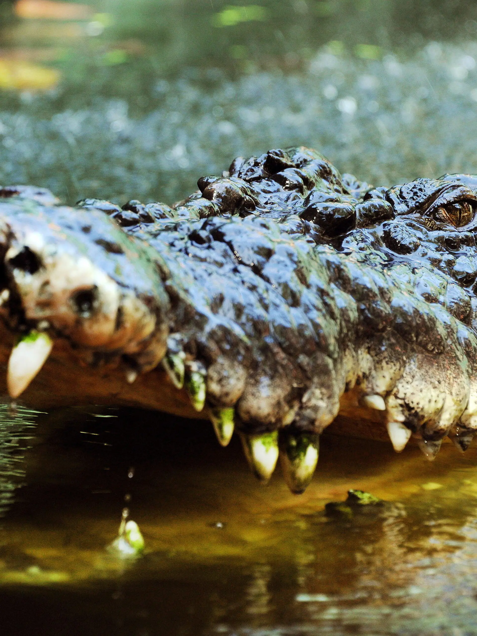 ARCHIV - 15.09.2011, Australien, Cairns: Ein Salzwasserkrokodil sperrt in Cairns, Australien, sein mit Zähnen bewehrtes Maul auf. Ein Australier hat in Queensland die Attacke eines großen Salzwasserkrokodils nur mittels eines kleinen Gürtelmessers abgewehrt. Das Tier habe den 60-Jährigen, der an einem abgelegenen Abschnitt des McIvor River gefischt habe, plötzlich angegriffen und an den Füßen zu packen bekommen. (zu dpa:««Wie Crocodile Dundee»: Australier wehrt Krokodil mit Gürtelmesser ab») Foto: Brian Cassey/AAP/dpa +++ dpa-Bildfunk +++