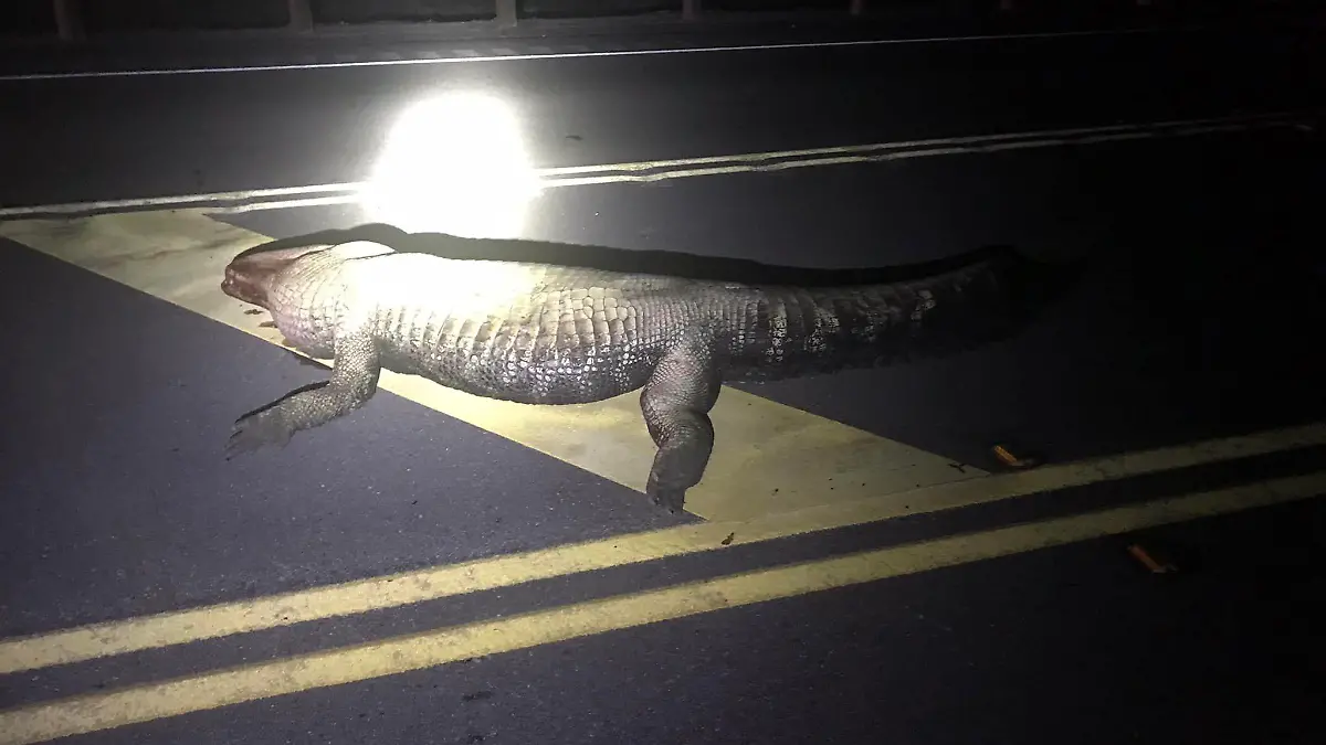 Alligator