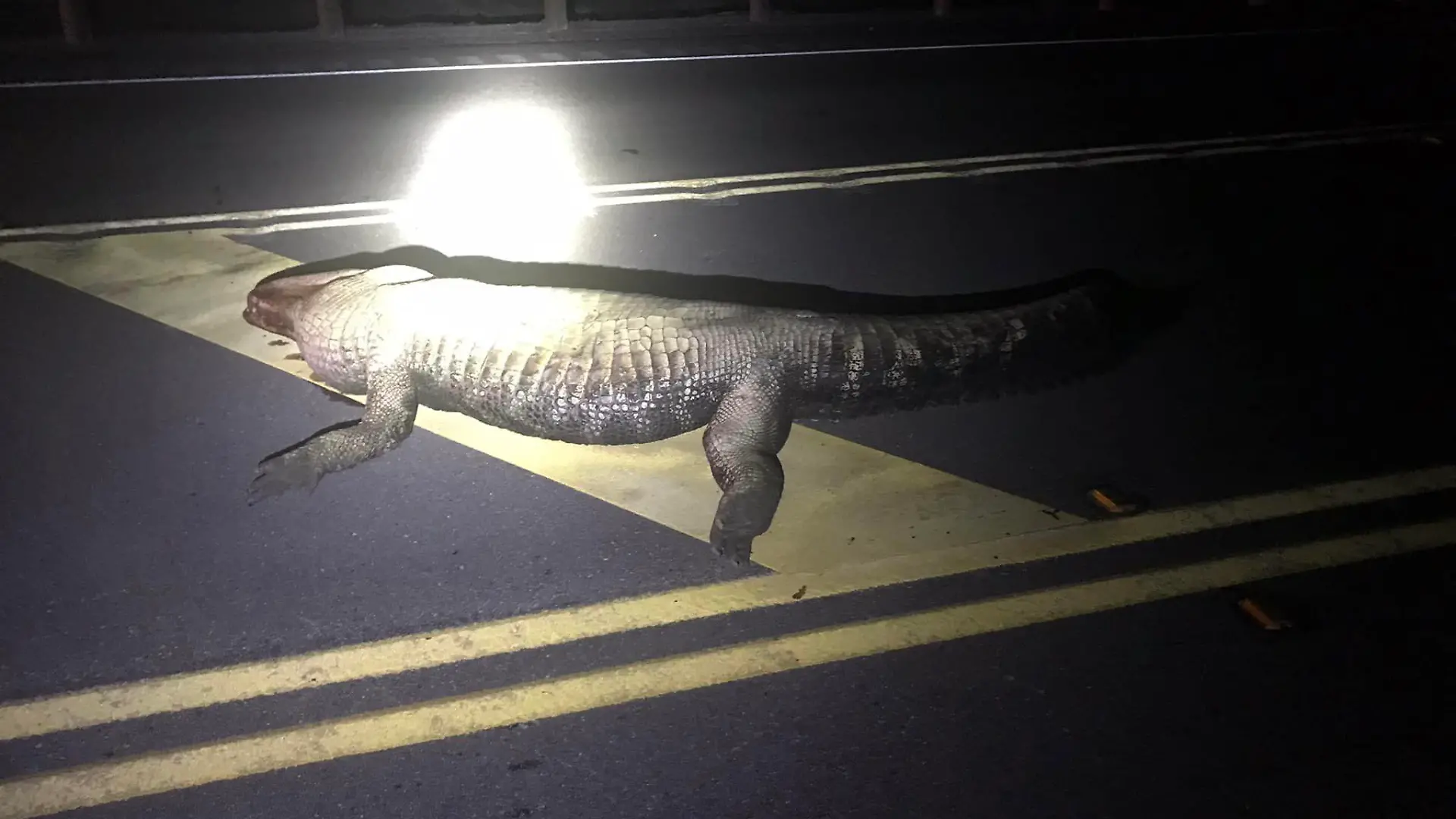 Alligator