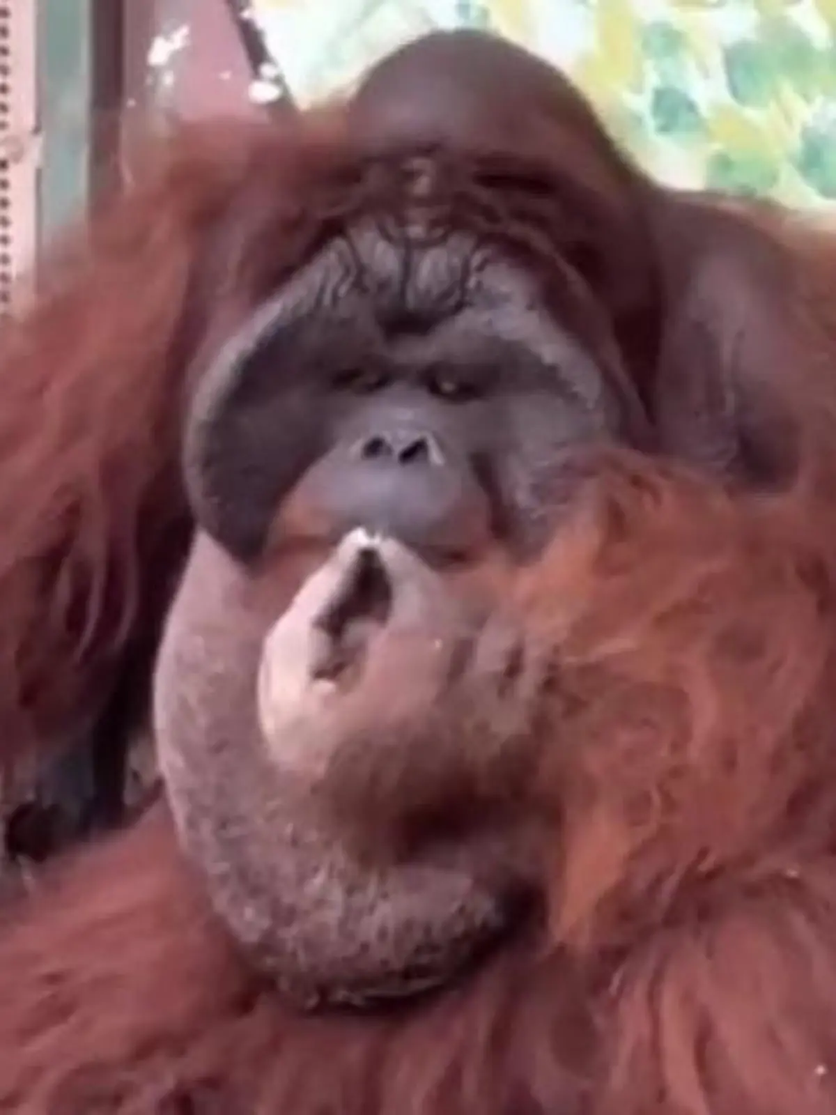 In einem Zoo in Ho-Chi-Minh-Stadt (Vietnam) raucht der Orang-Utan eine Zigarette. Das Problem: Orang-Utans sind vom Aussterben bedroht.