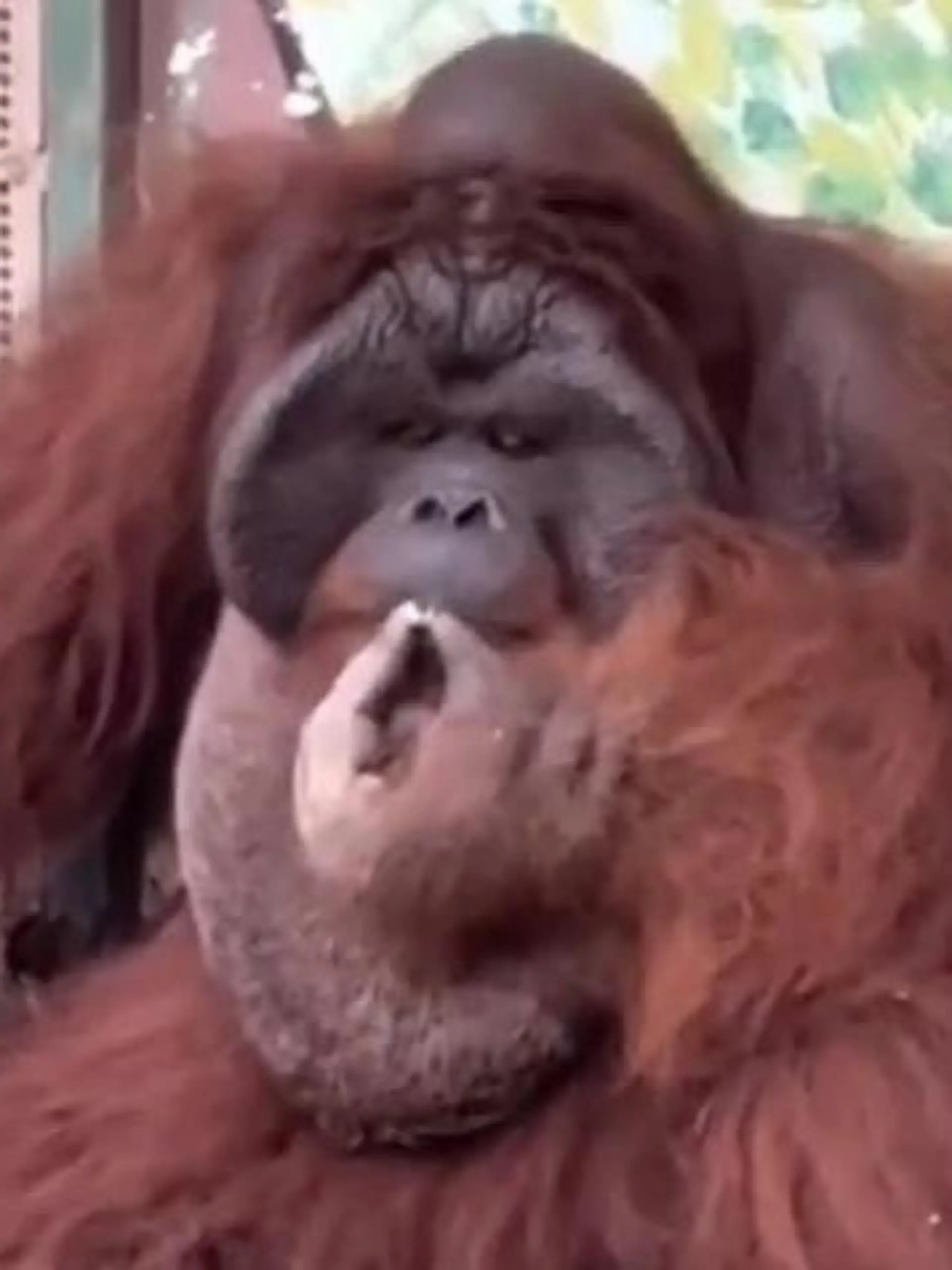 In einem Zoo in Ho-Chi-Minh-Stadt (Vietnam) raucht der Orang-Utan eine Zigarette. Das Problem: Orang-Utans sind vom Aussterben bedroht.