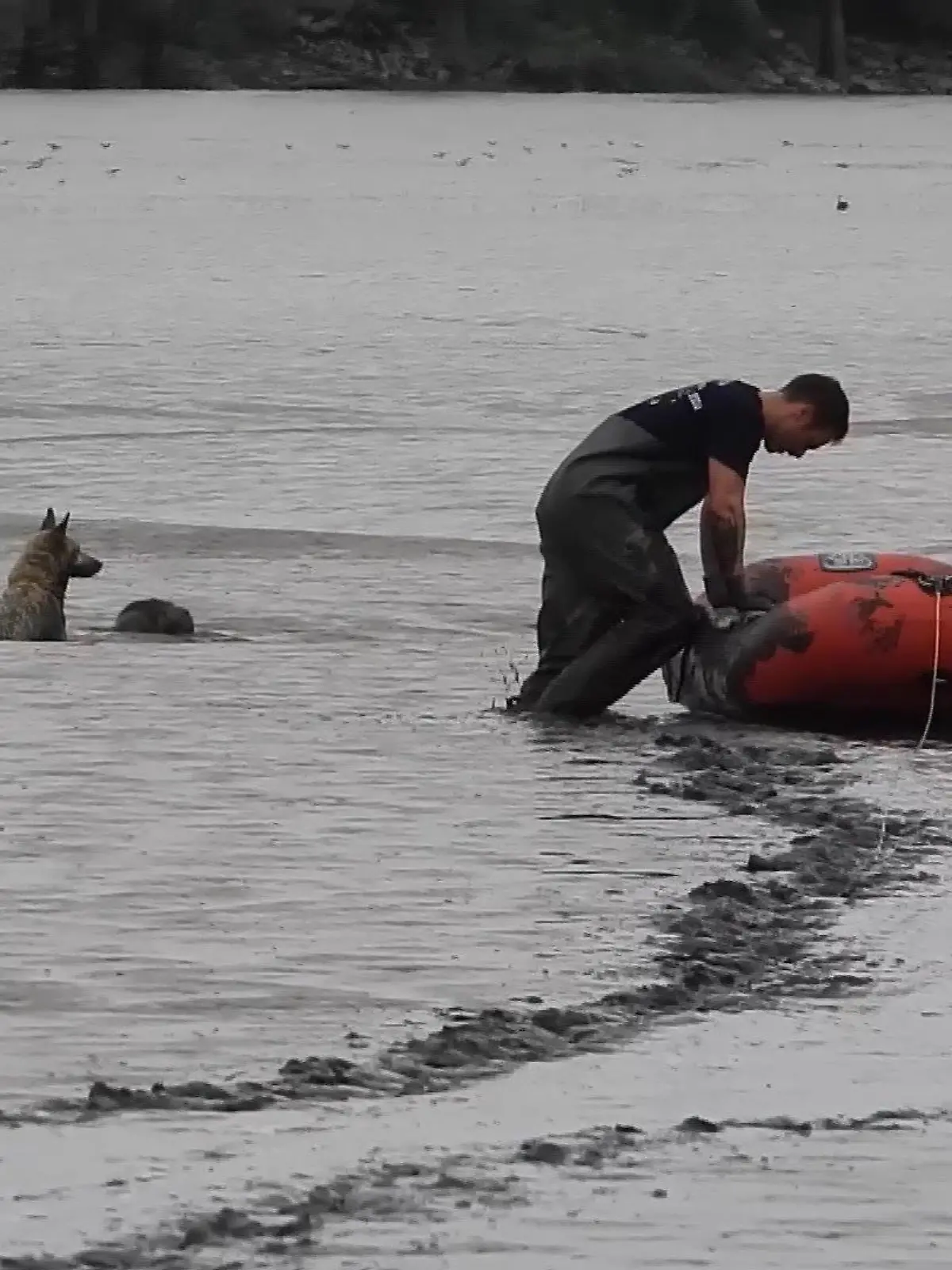 Bei einem Spaziergang an der Elbe sind zwei Hunde im Schlamm stecken geblieben