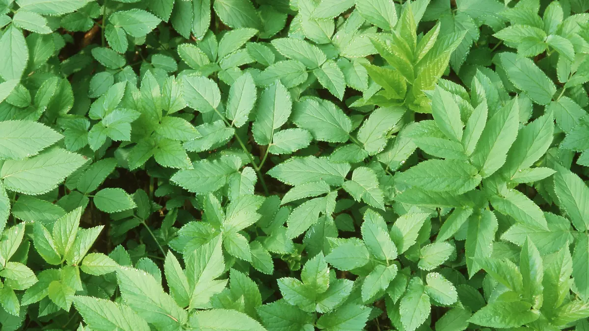 Giersch, Geissfuss, Dreiblatt (Aegopodium podagraria), Blaetter | ground-elder, goutweed (Aegopodium podagraria), leaves