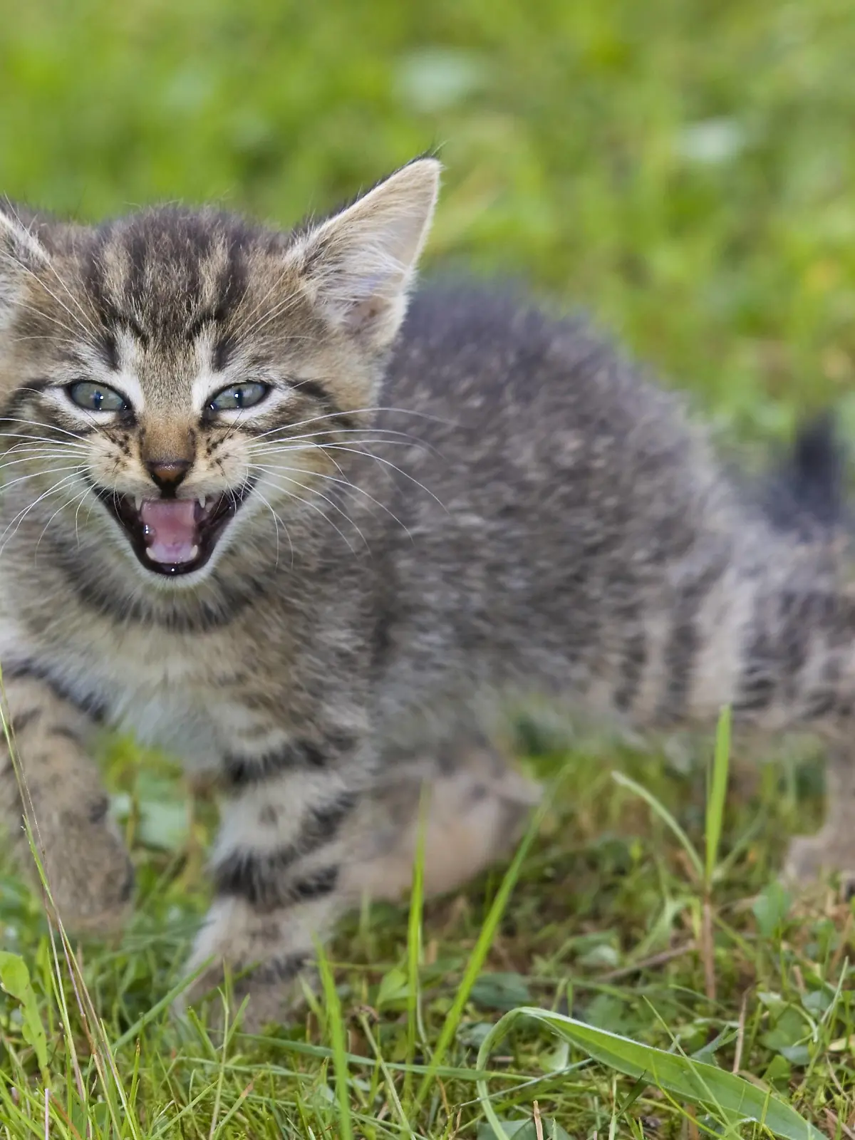 Hauskatze, Haus-Katze (Felis silvestris f. catus), fauchendes Kaetzchen | domestic cat, house cat (Felis silvestris f. catus), snarling kitty