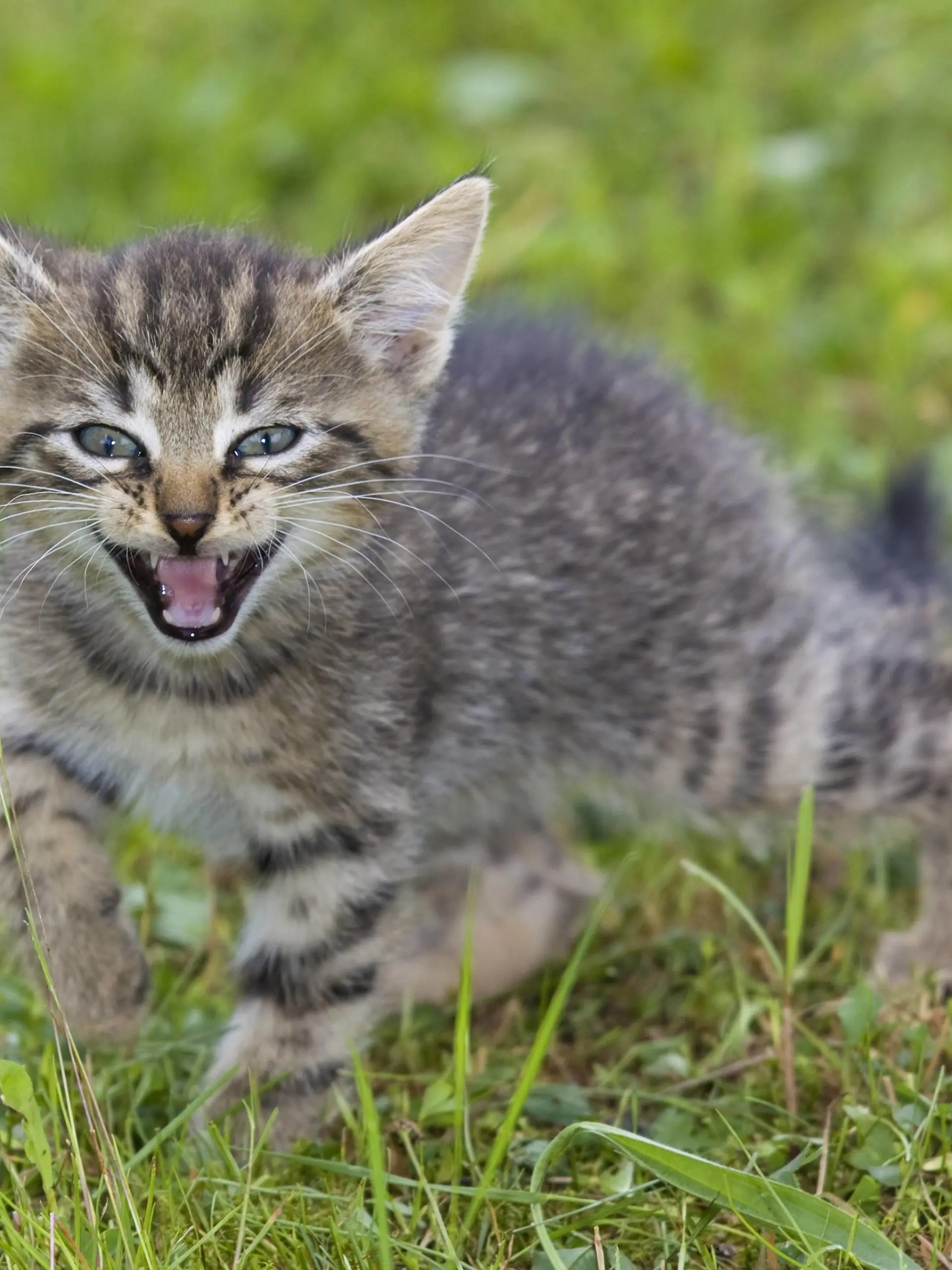 Hauskatze, Haus-Katze (Felis silvestris f. catus), fauchendes Kaetzchen | domestic cat, house cat (Felis silvestris f. catus), snarling kitty