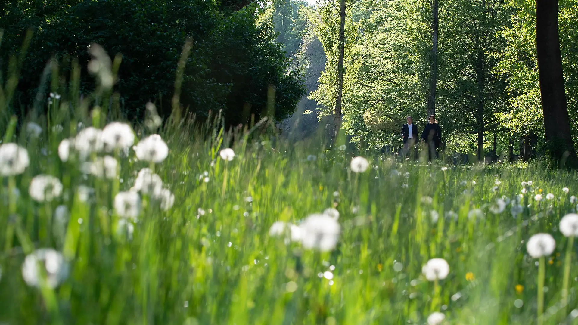 Frühling in München, Blick über Pusteblumen und Löwenzahn auf zwei spazierende Menschen. Am 23.5.2019 haben die Menschen in München das schöne Wetter genutzt und sind in den Englischen Garten gegangen. In den letzten Tagen gab es Starkregen und Unwetter München Bayern Deutschland Englischer Gartn *** Spring in Munich, view over dandelions and dandelions on two people strolling On 23 5 2019 the people of Munich took advantage of the beautiful weather and went to the English Garden In the last few days there were heavy rain and storms Munich Bavaria Germany English Gartn