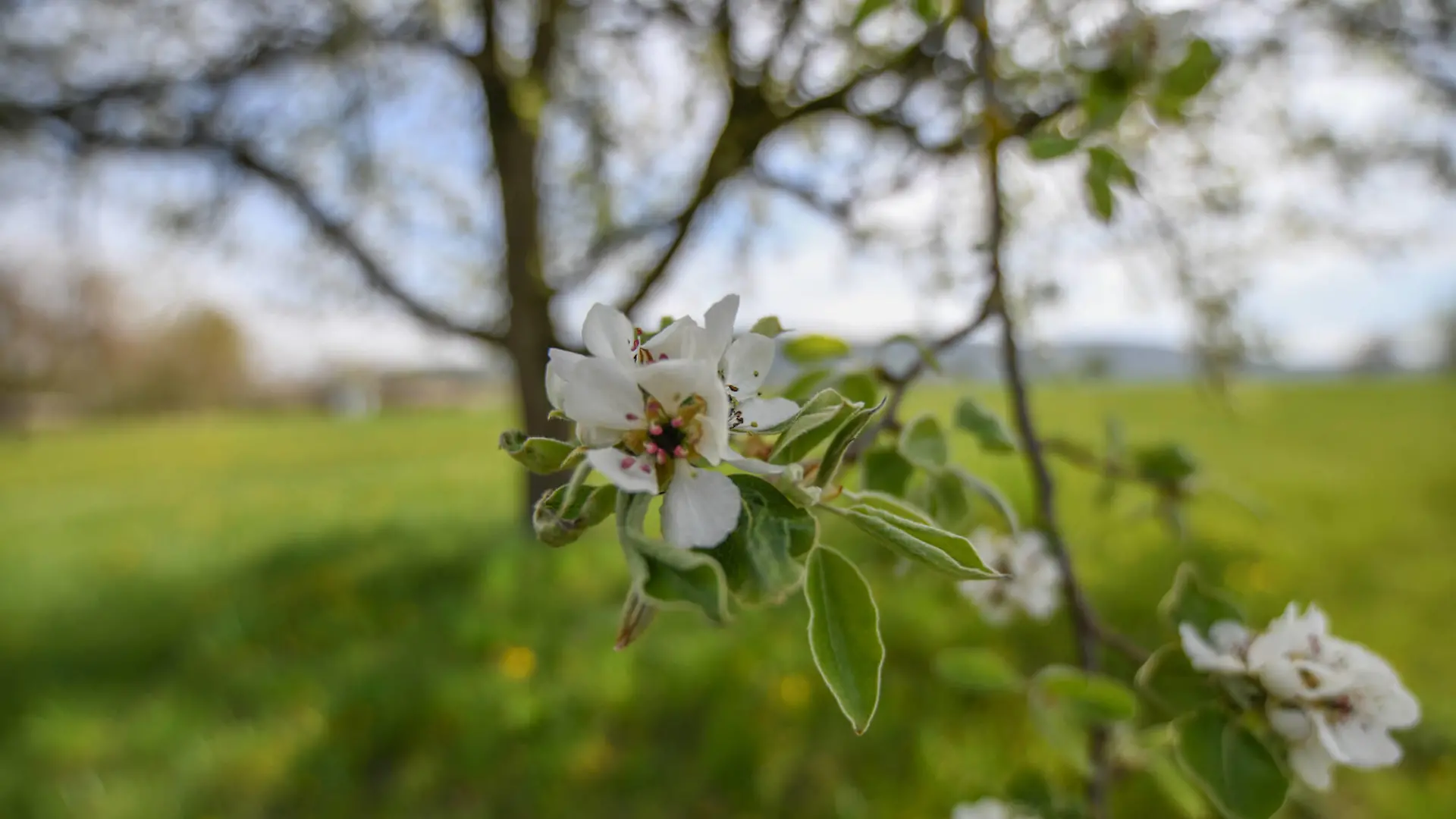 Fruehling auf der Ostalb, Frühlingswetter 18.04.2020, Baden-Württemberg: Blüten an einem Obstbaum im Sonnenschein. Böbingen an der Rems Baden-Württemberg Deutschland Böbingen an der Rems *** Spring on the Ostalb, spring weather 18 04 2020, Baden Württemberg Flowers on a fruit tree in the sunshine Böbingen an der Rems Baden Württemberg Germany Böbingen an der Rems Copyright: xonw-images.de/MariusxBullingx
