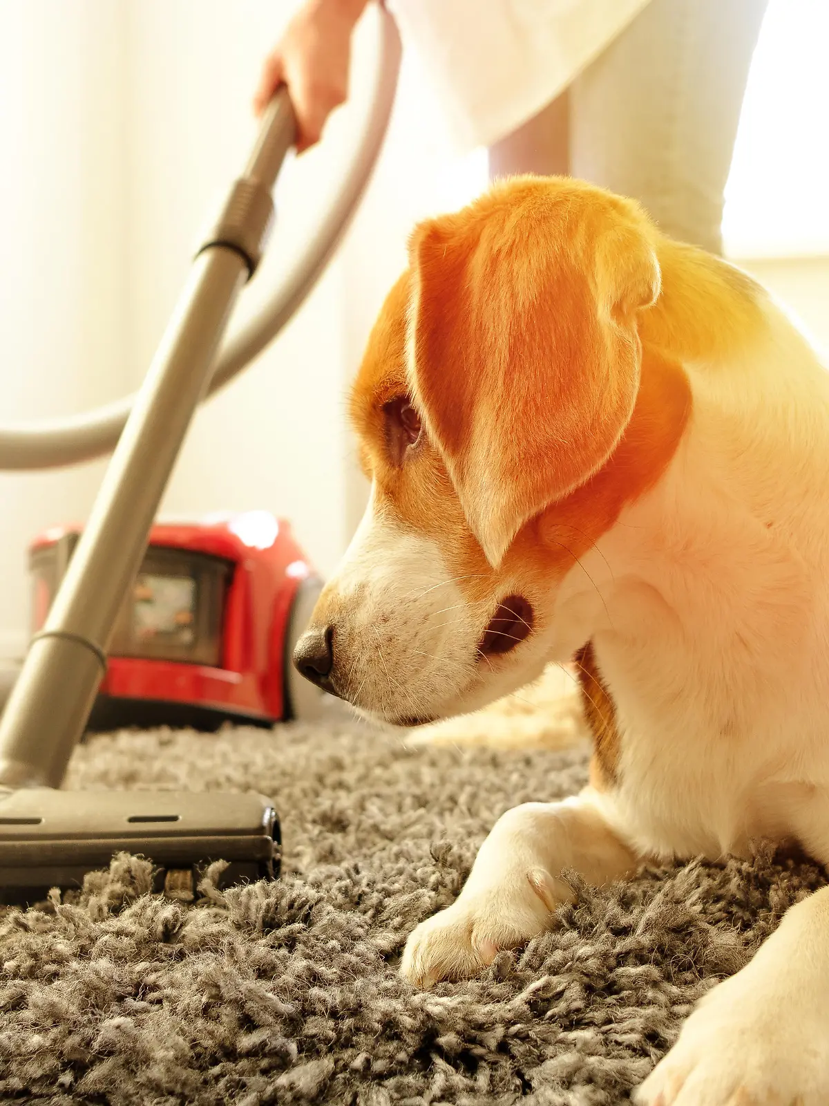 The girl does the cleaning with a vacuum cleaner, next to her is a beagle dog