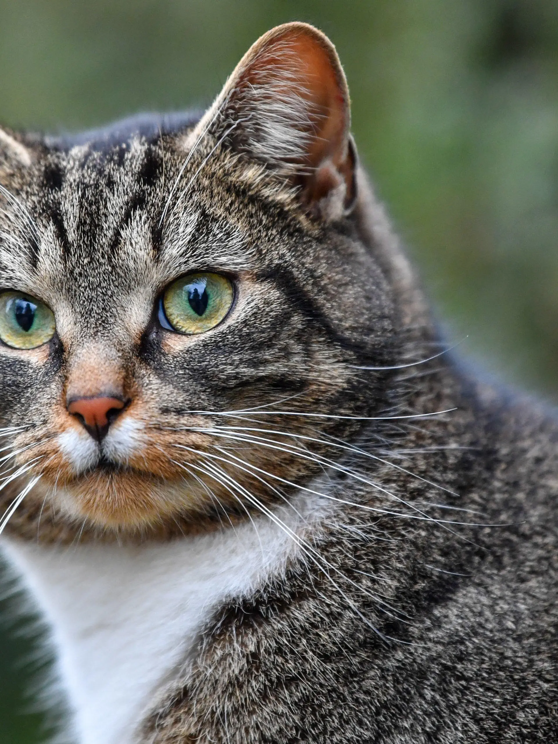 ARCHIV - 07.01.2018, Brandenburg, Taubendorf: Eine Hauskatze steht in Taubendorf. In Deutschland sind bei einer Katze und einem Hund Infektionen mit dem Coronavirus nachgewiesen worden. (zu dpa «Corona-Infektion bei Hund und Katze in Deutschland nachgewiesen») Foto: Patrick Pleul/dpa-Zentralbild/dpa +++ dpa-Bildfunk +++