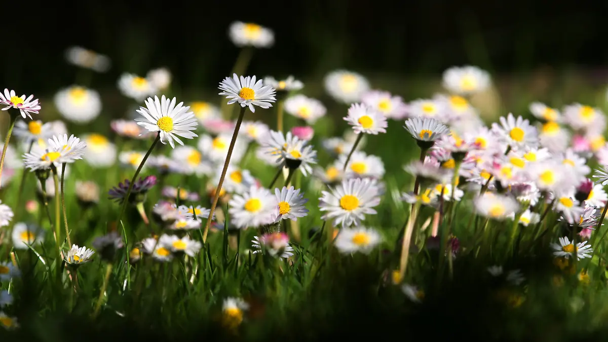 18.04.2020, Bayern, Bad Wörishofen: Blühende Gänseblümchen stehen auf einer Wiese im Sonnenschein. Foto: Karl-Josef Hildenbrand/dpa +++ dpa-Bildfunk +++