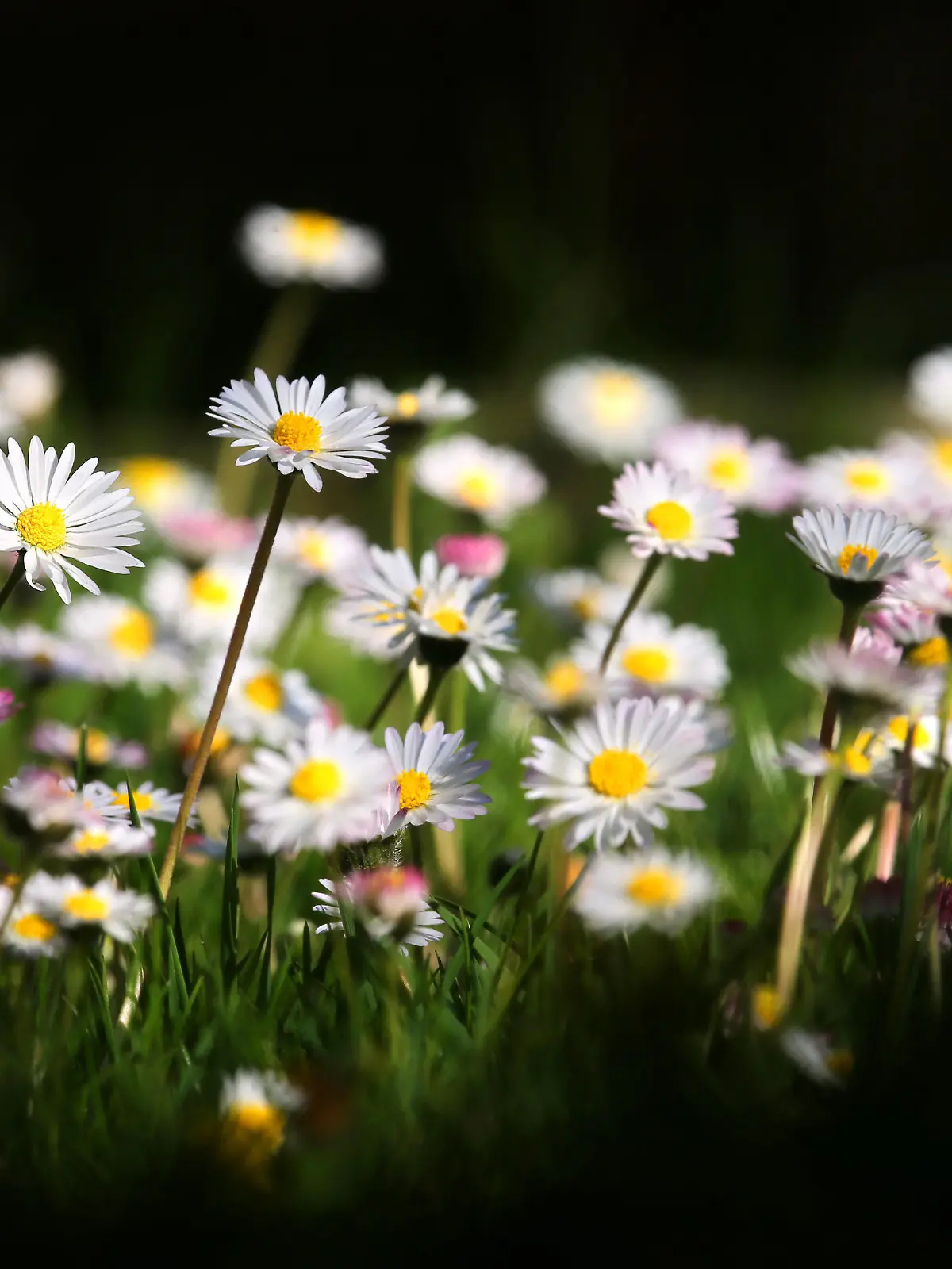 18.04.2020, Bayern, Bad Wörishofen: Blühende Gänseblümchen stehen auf einer Wiese im Sonnenschein. Foto: Karl-Josef Hildenbrand/dpa +++ dpa-Bildfunk +++