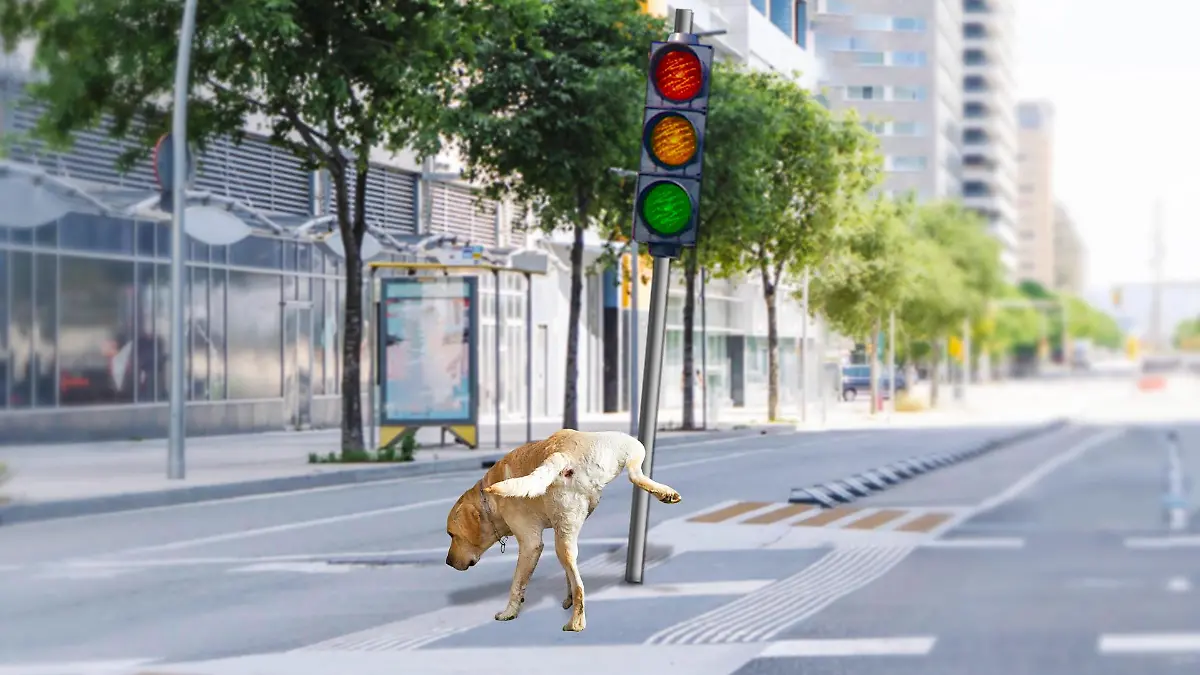 Hund pinkelt an Ampel