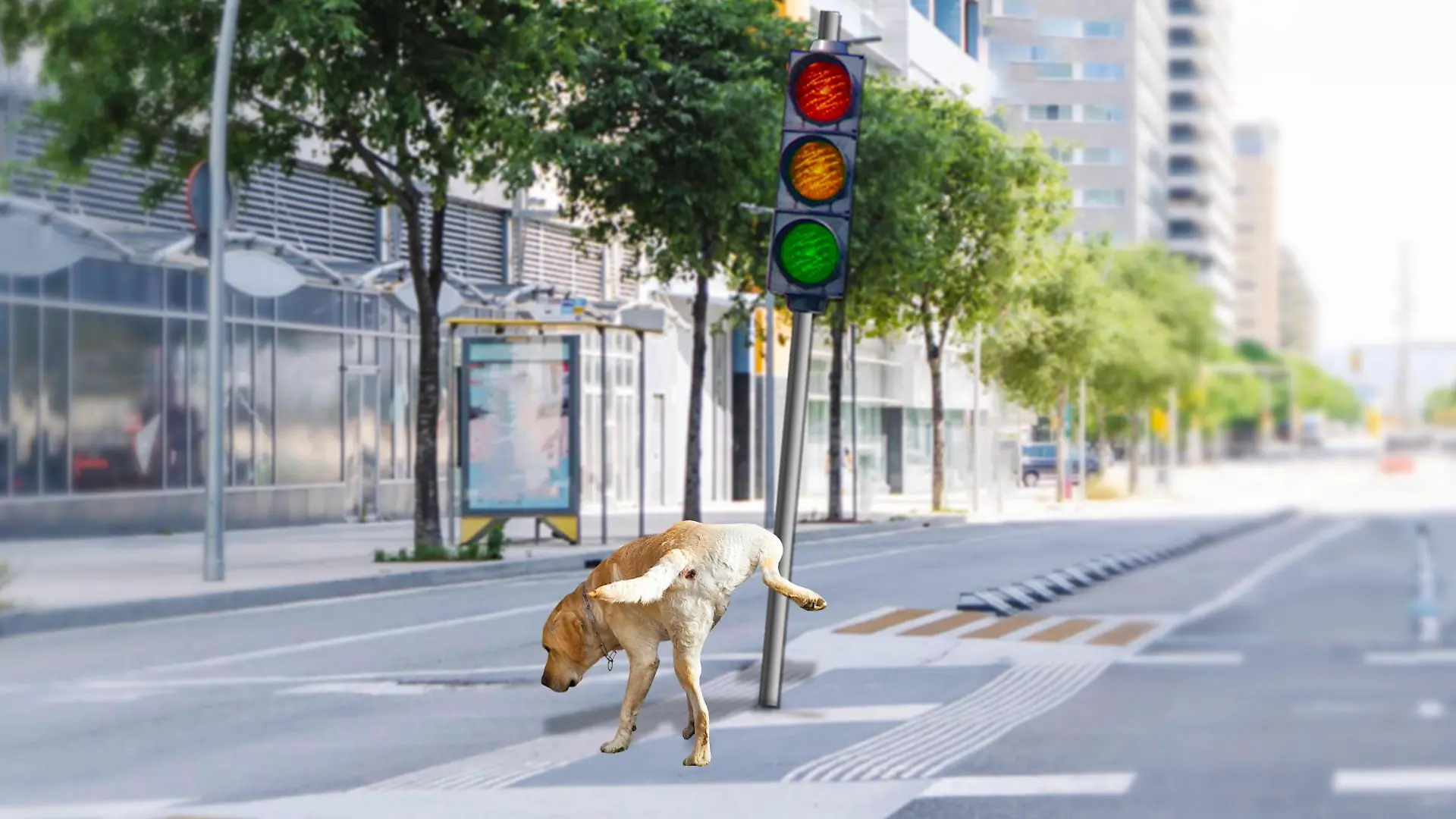 Hund pinkelt an Ampel