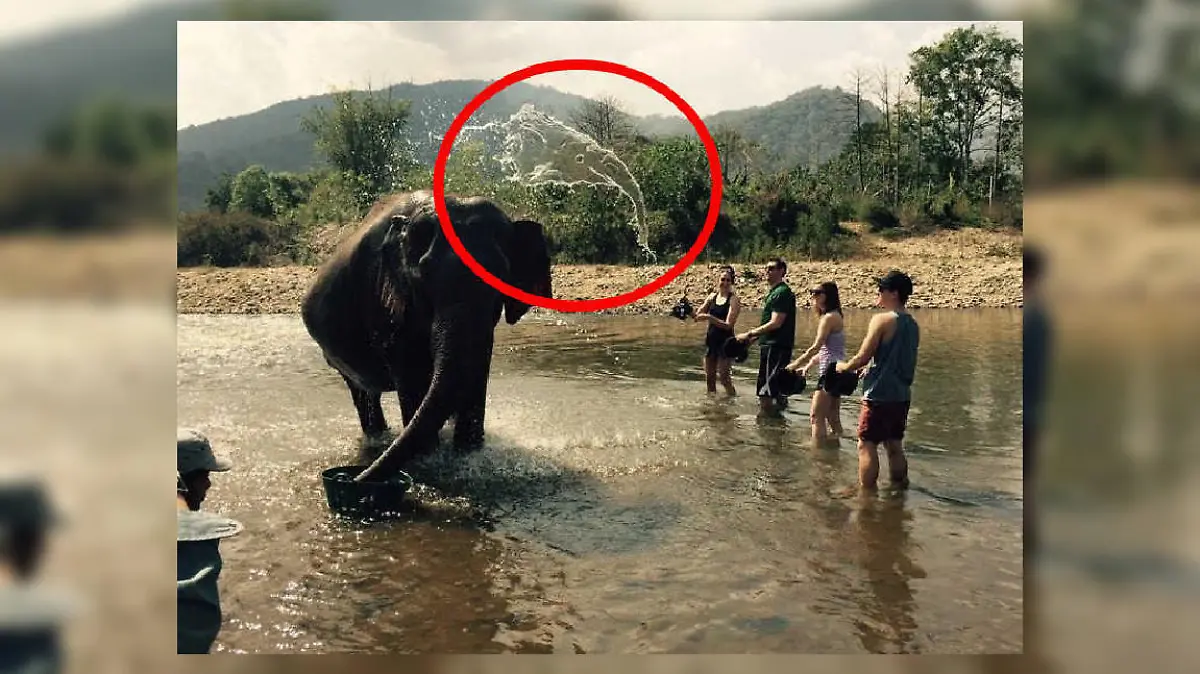 Auflösung Suchbild Elefant