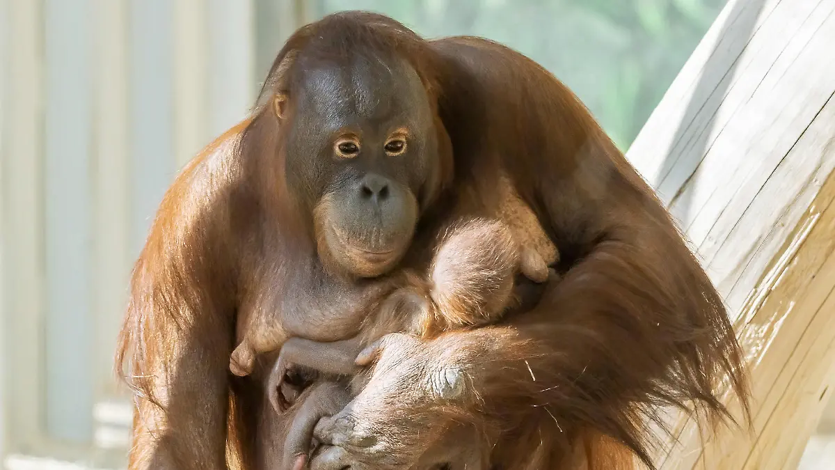 Das Geschlecht des Babys lässt sich erst einige Tage nach der Geburt bestimmen.