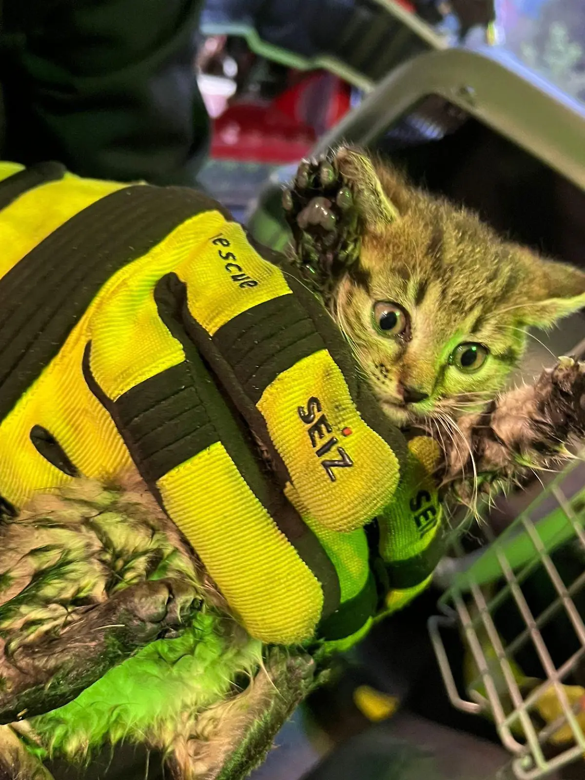 Das Kätzchen wurde von der Feuerwehr gerettet.