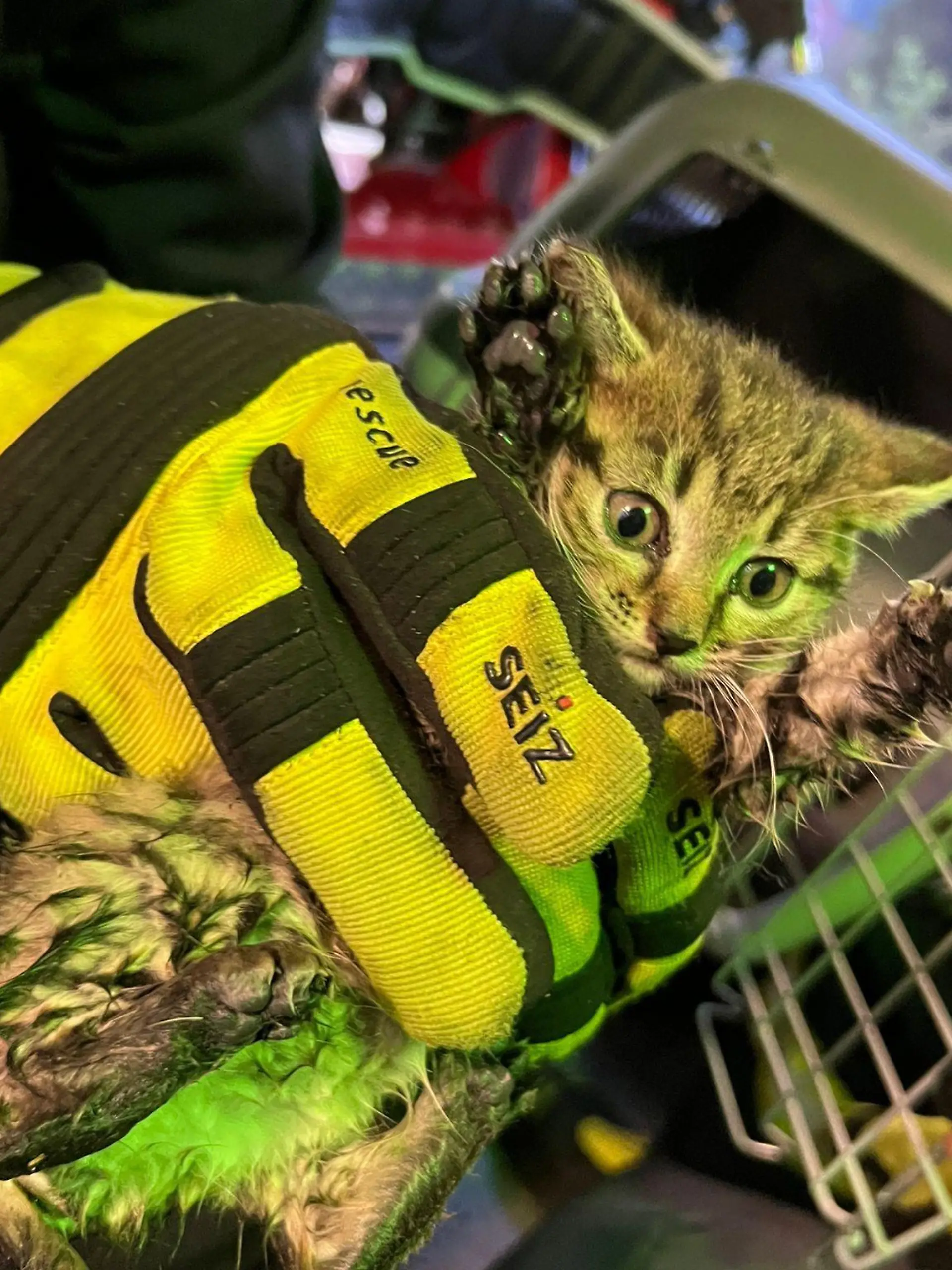 Das Kätzchen wurde von der Feuerwehr gerettet.