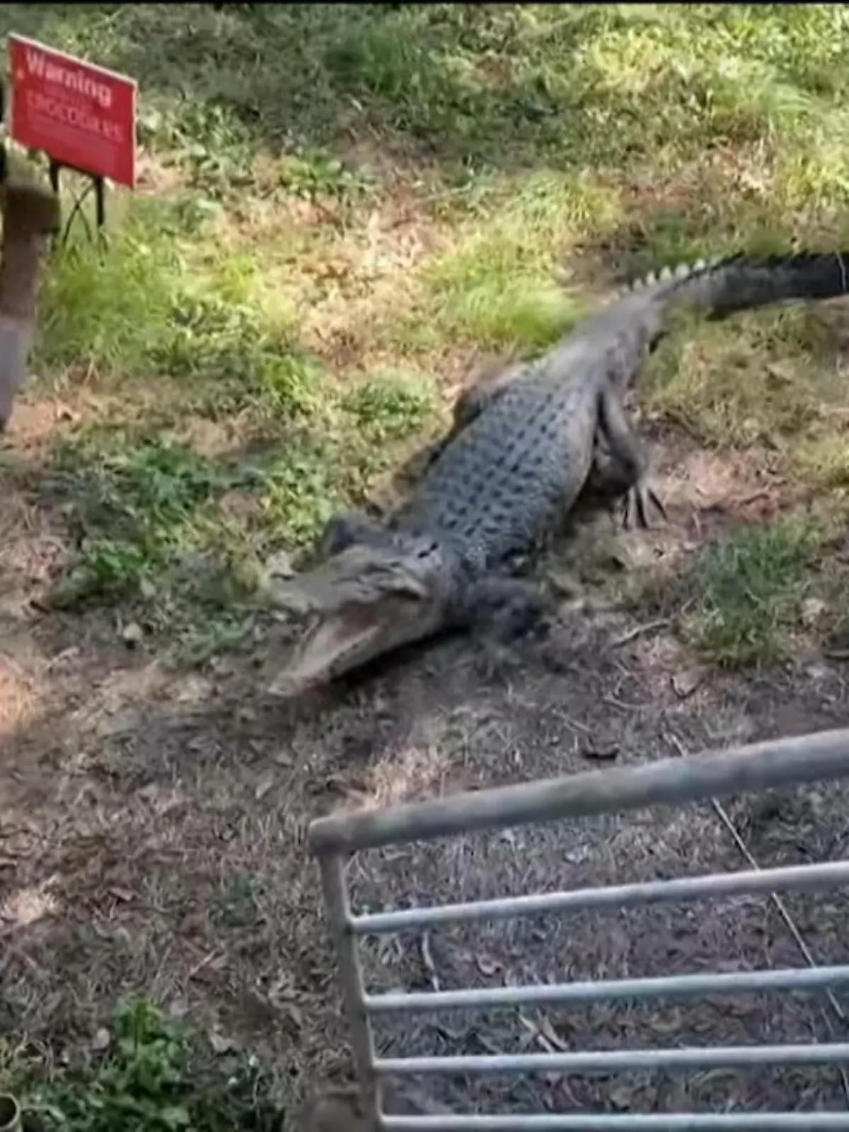 Das ist Kai Hansen, der seit einigen Jahren eine kleine Urlaubs-Unterkunft auf einer kleinen Insel vor der australischen Küste betreibt.
Das hier ist ein Krokodil, was ihm und seinen Gästen zu nahe gekommen ist. Aber dafür hat der Erfahrene Kai eine Lösung: Die Bratpfanne. Wie sich der Australier verteidigt, zeigen wir im Video.