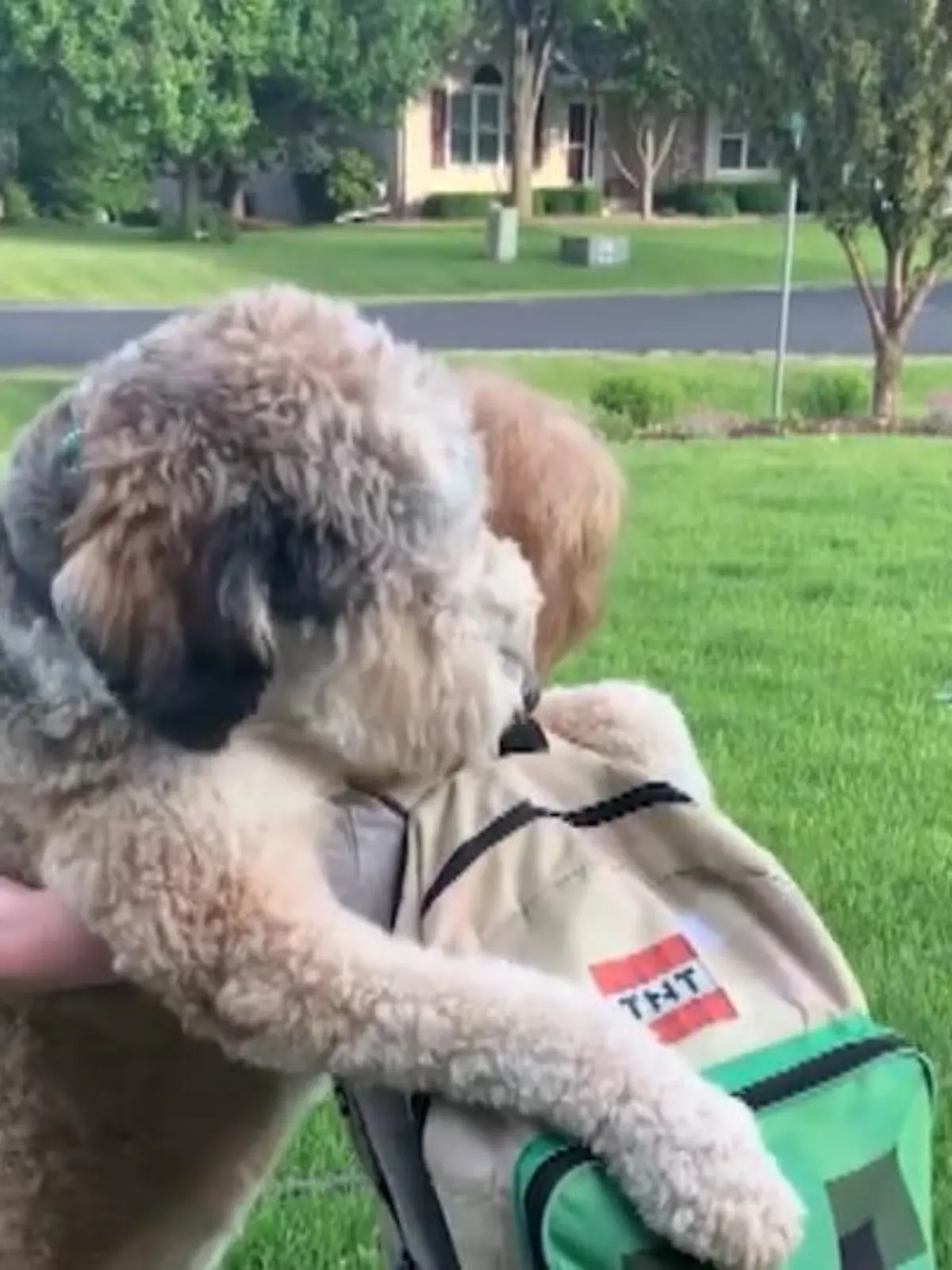 Diese beiden sind echte Freunde! Jeden Tag wartet Hündin Maggie darauf, dass ihr kleiner bester Freundin endlich aus der Schule kommt - und dann gibt es erstmal eine lange Umarmung. Das zuckersüße Wiedersehen zeigen wir im Video.